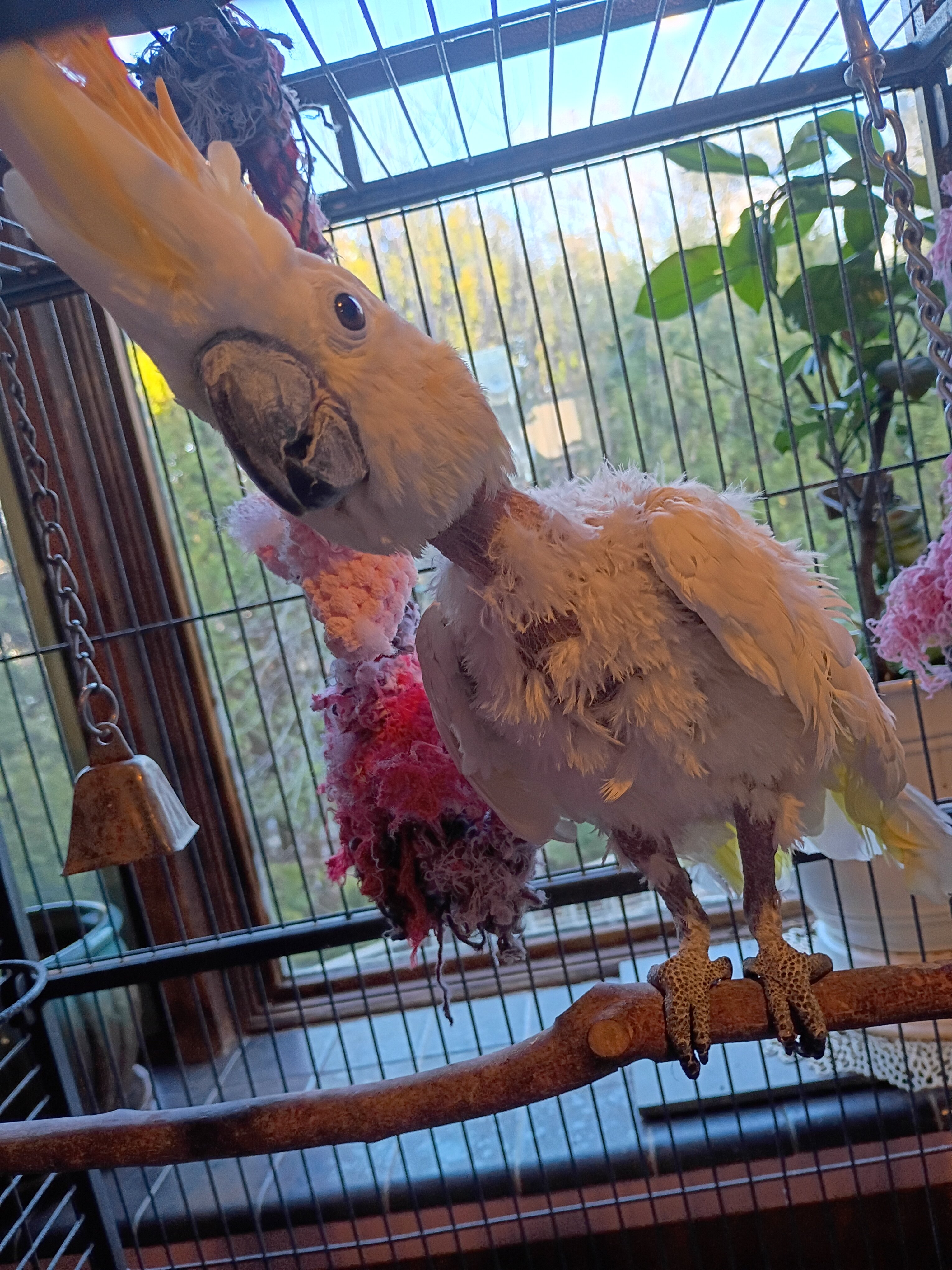 Lola..the Citron-Crested Cockatoo image 2