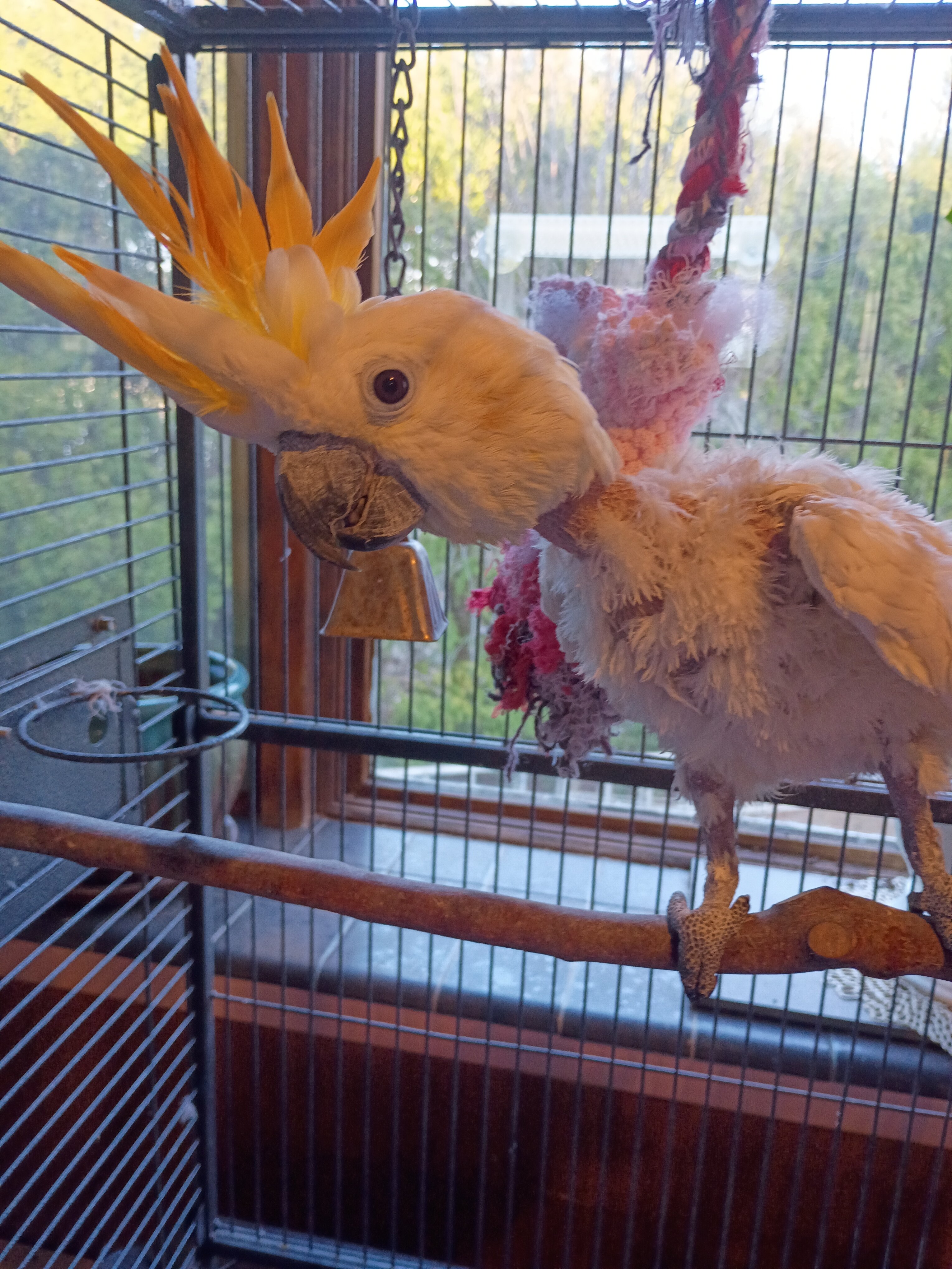Lola..the Citron-Crested Cockatoo image 1