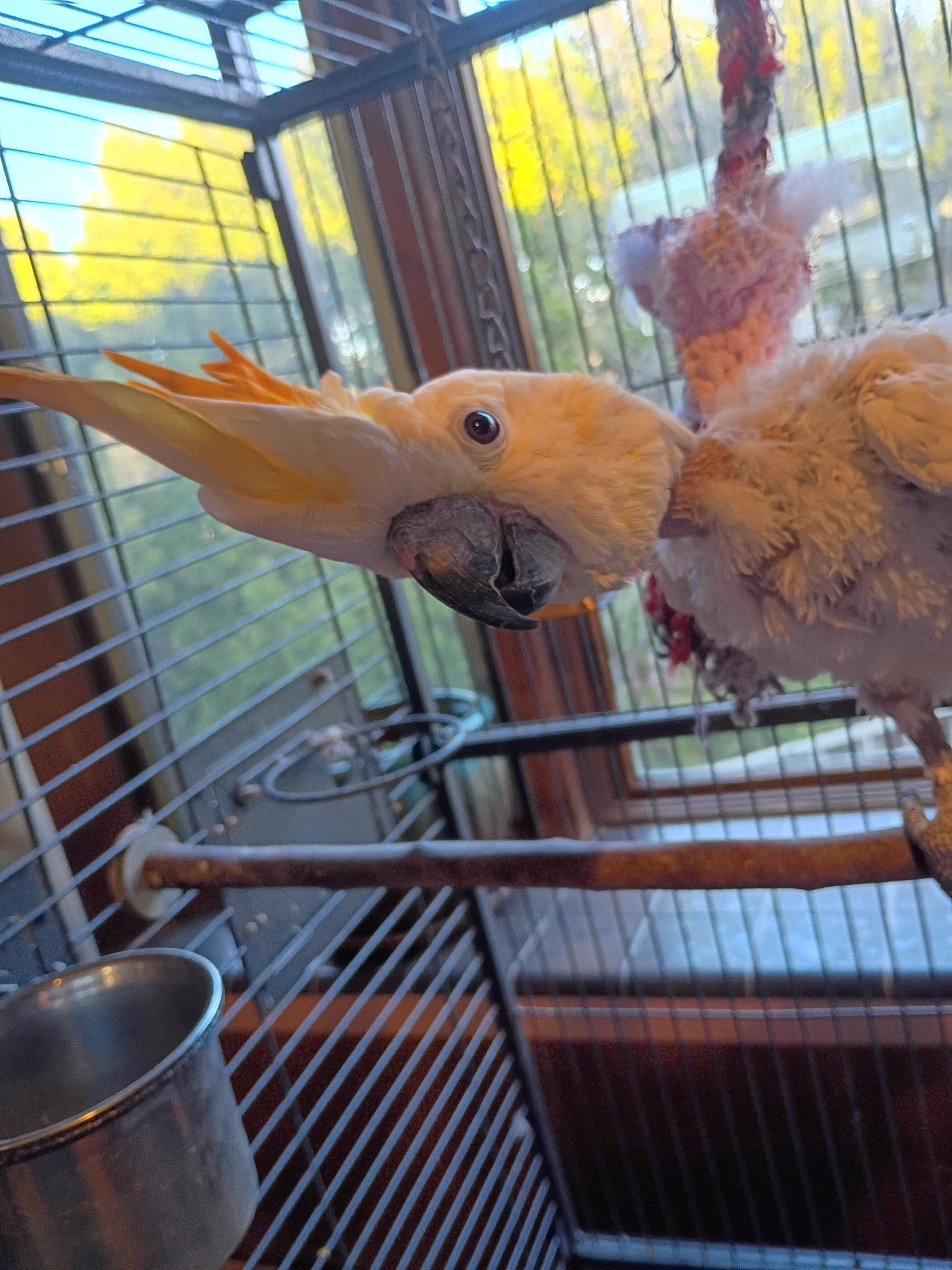 Lola..the Citron-Crested Cockatoo image 3
