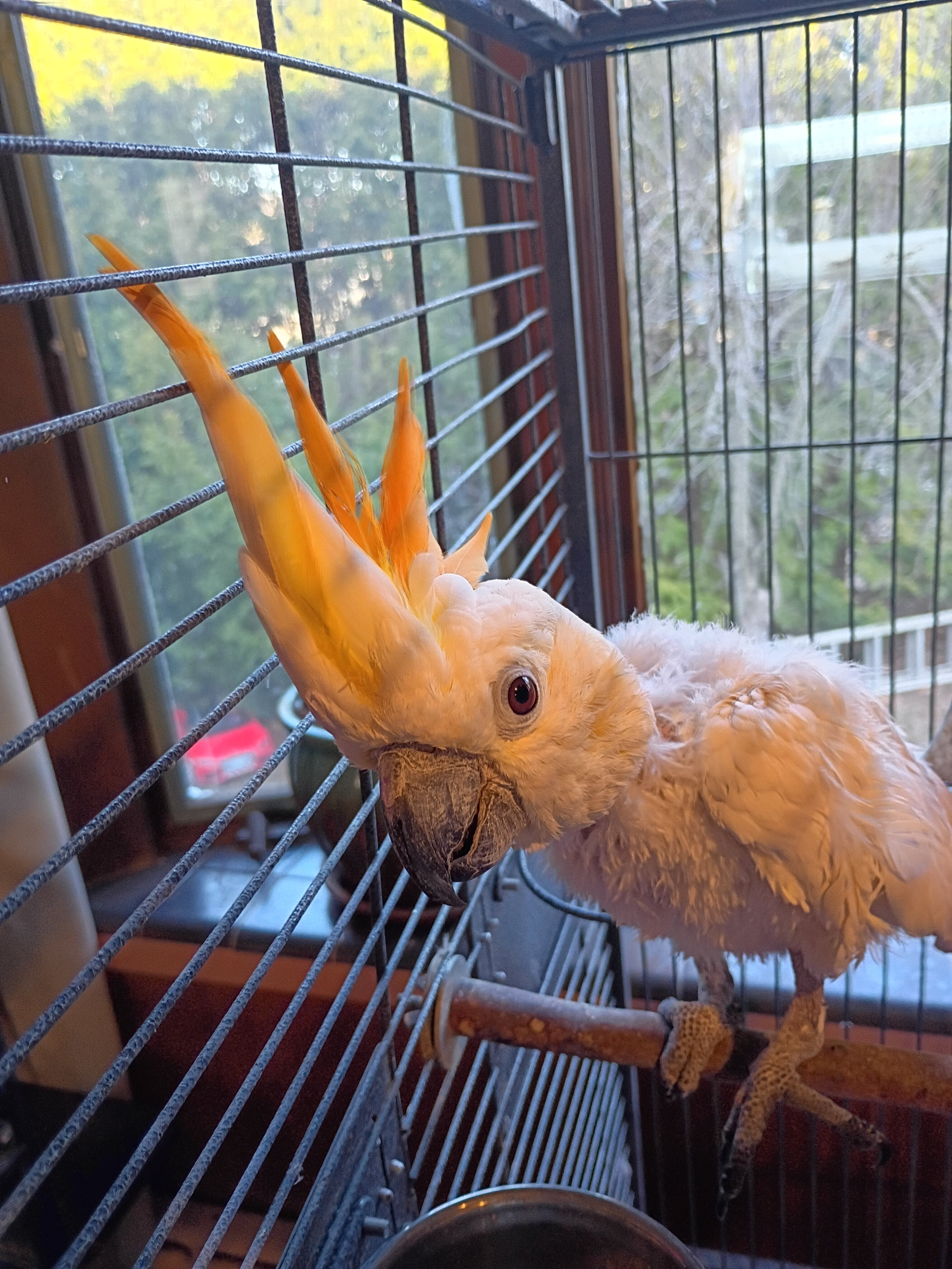 Lola..the Citron-Crested Cockatoo image 4