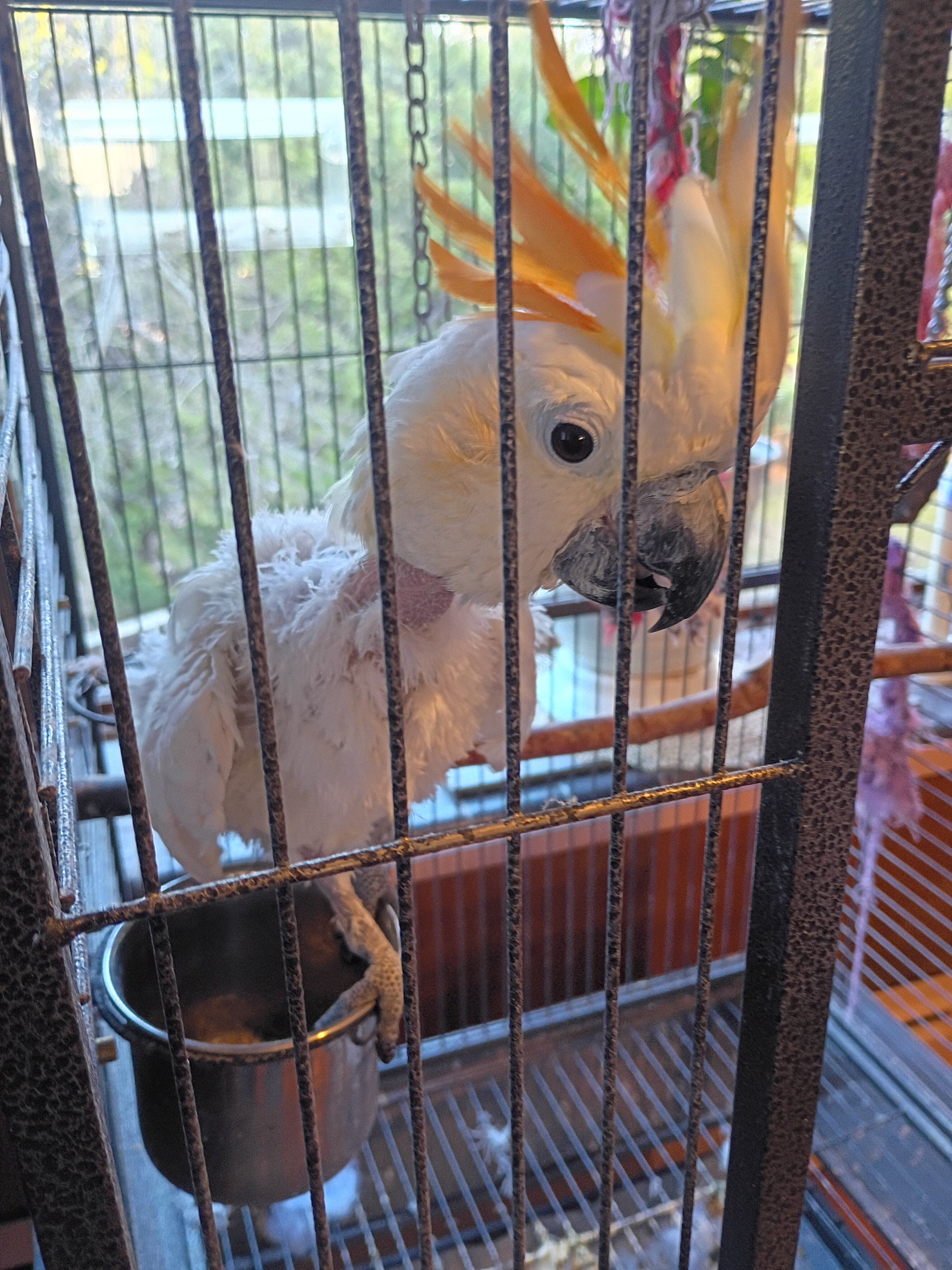 Lola..the Citron-Crested Cockatoo image 6