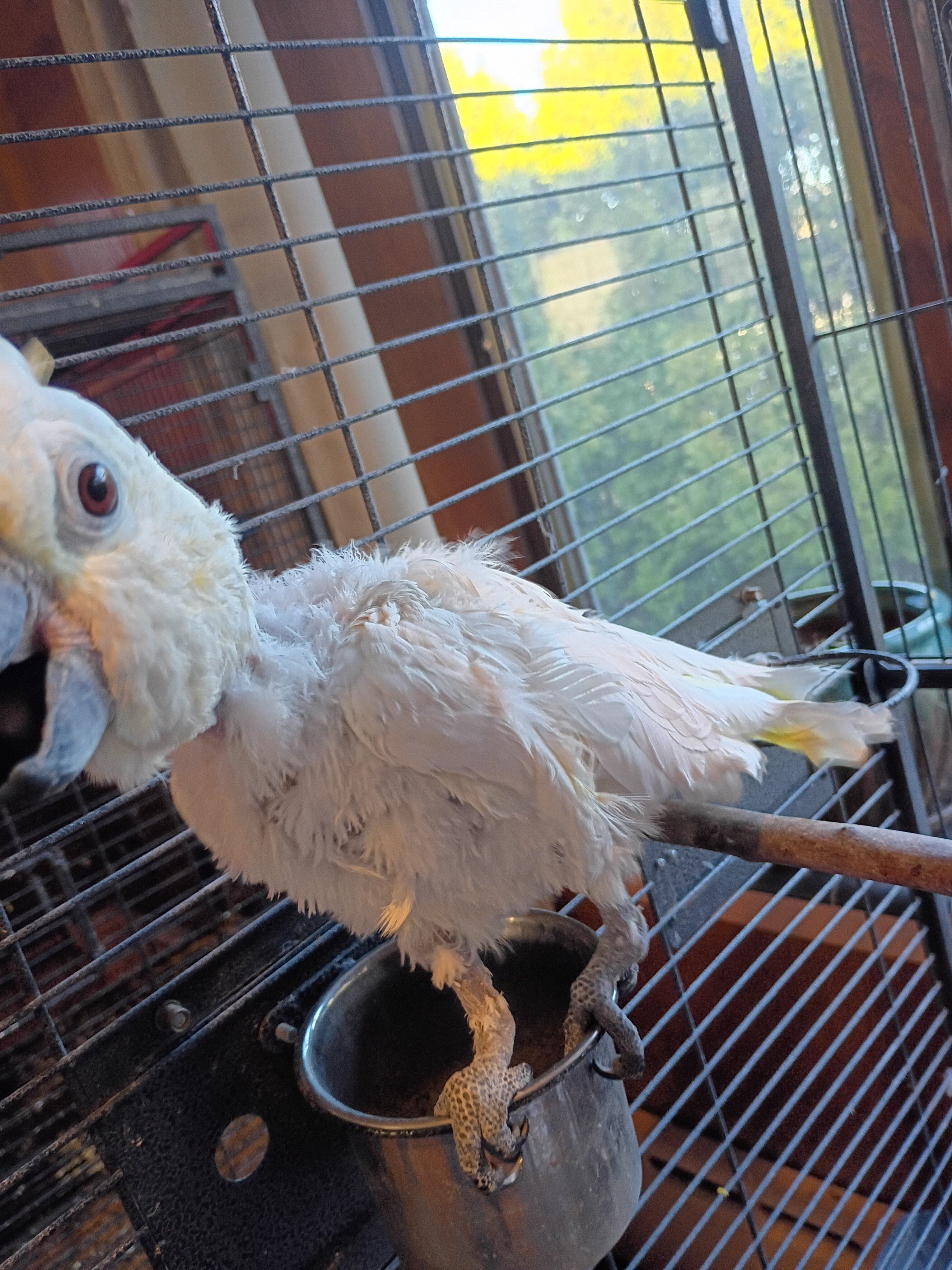 Lola..the Citron-Crested Cockatoo image 5