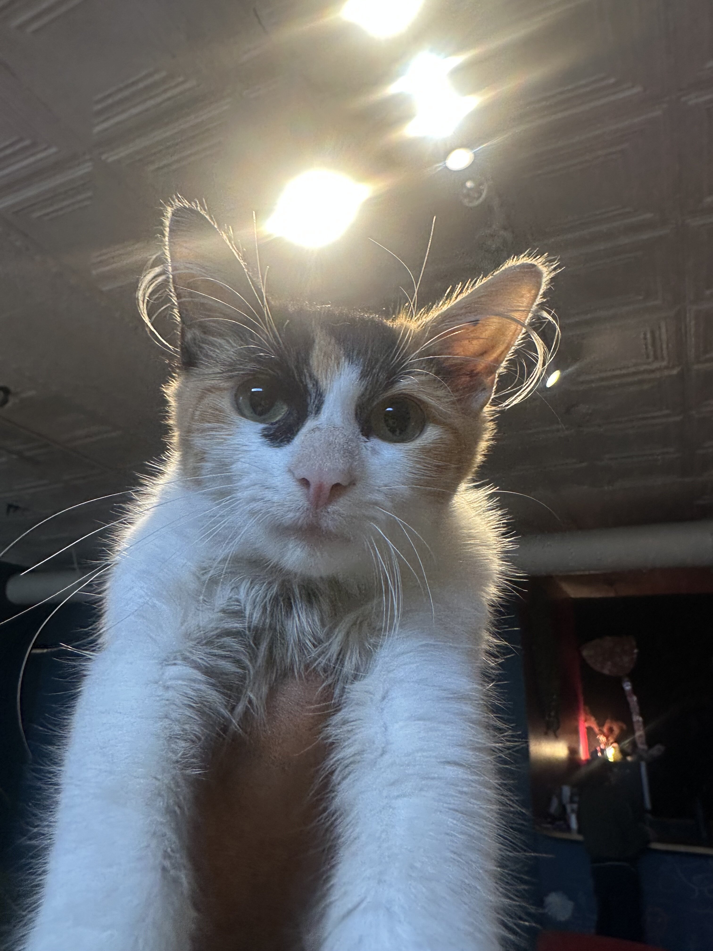 Free Calico Cuddly Kitty image 4