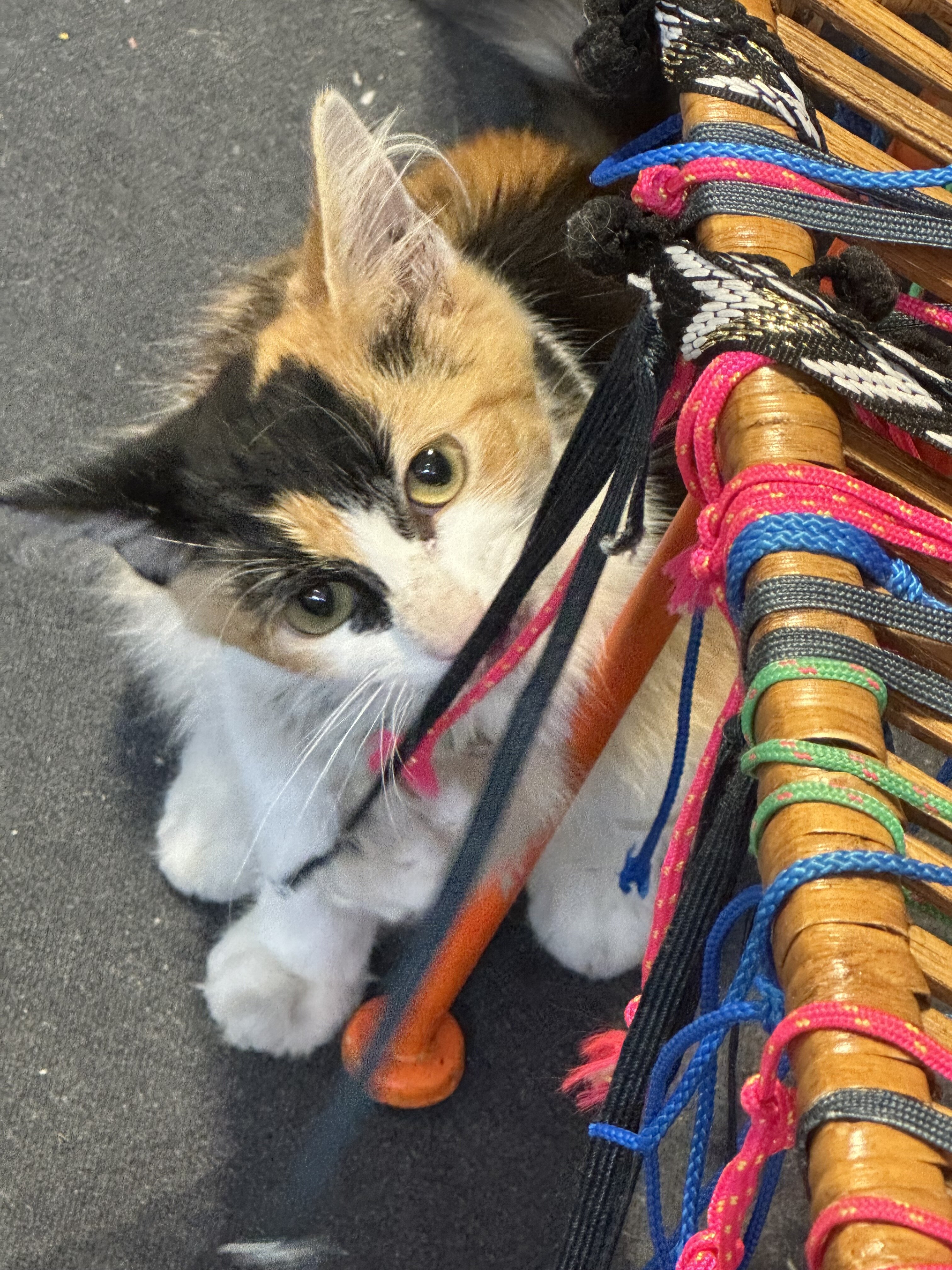 Free Calico Cuddly Kitty image 1