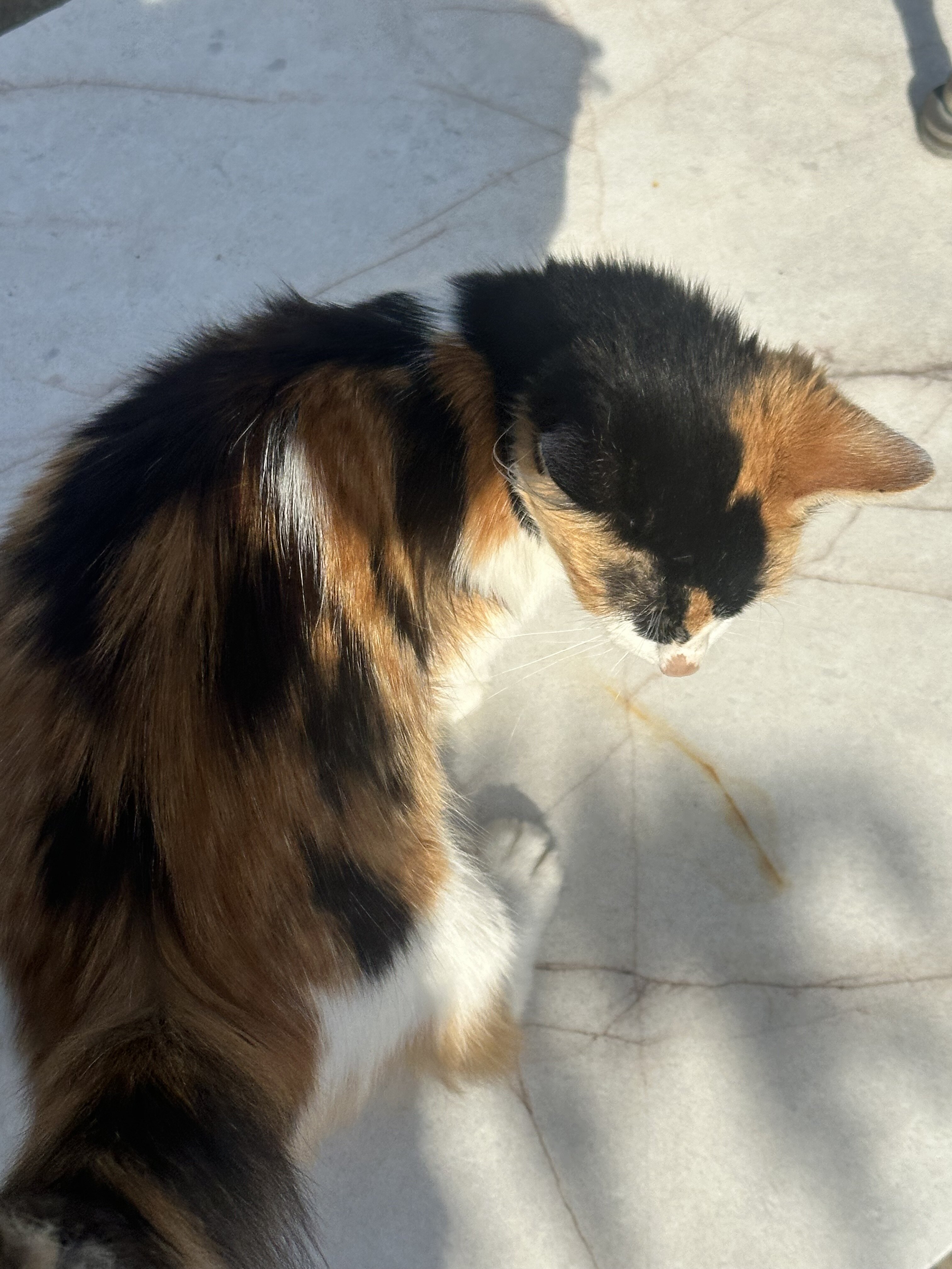 Free Calico Cuddly Kitty image 3