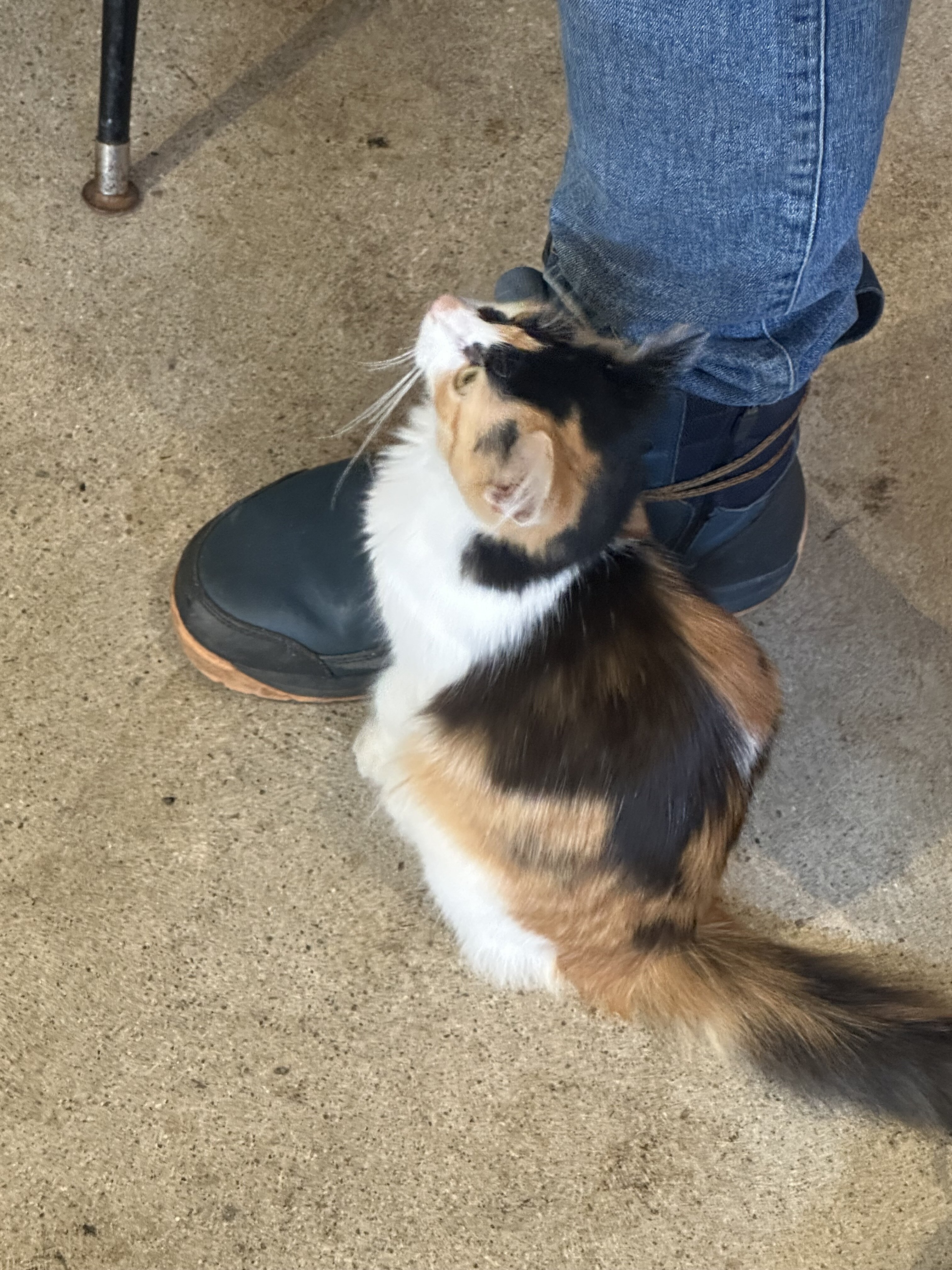 Free Calico Cuddly Kitty image 2