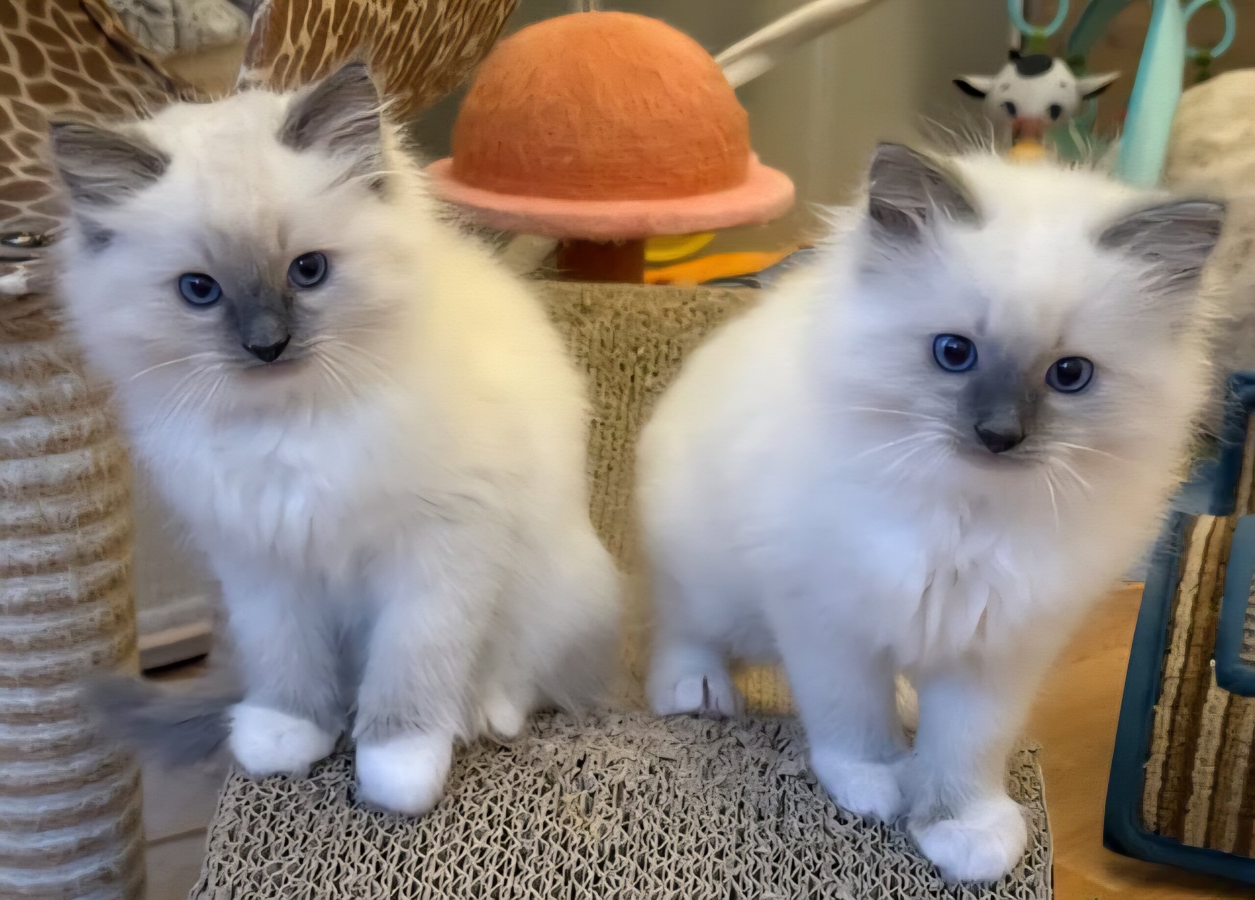 🐾🤍 HOME-RAISED RAGDOLL KITTENS AVAILABLE! 🤍🐾 image 1