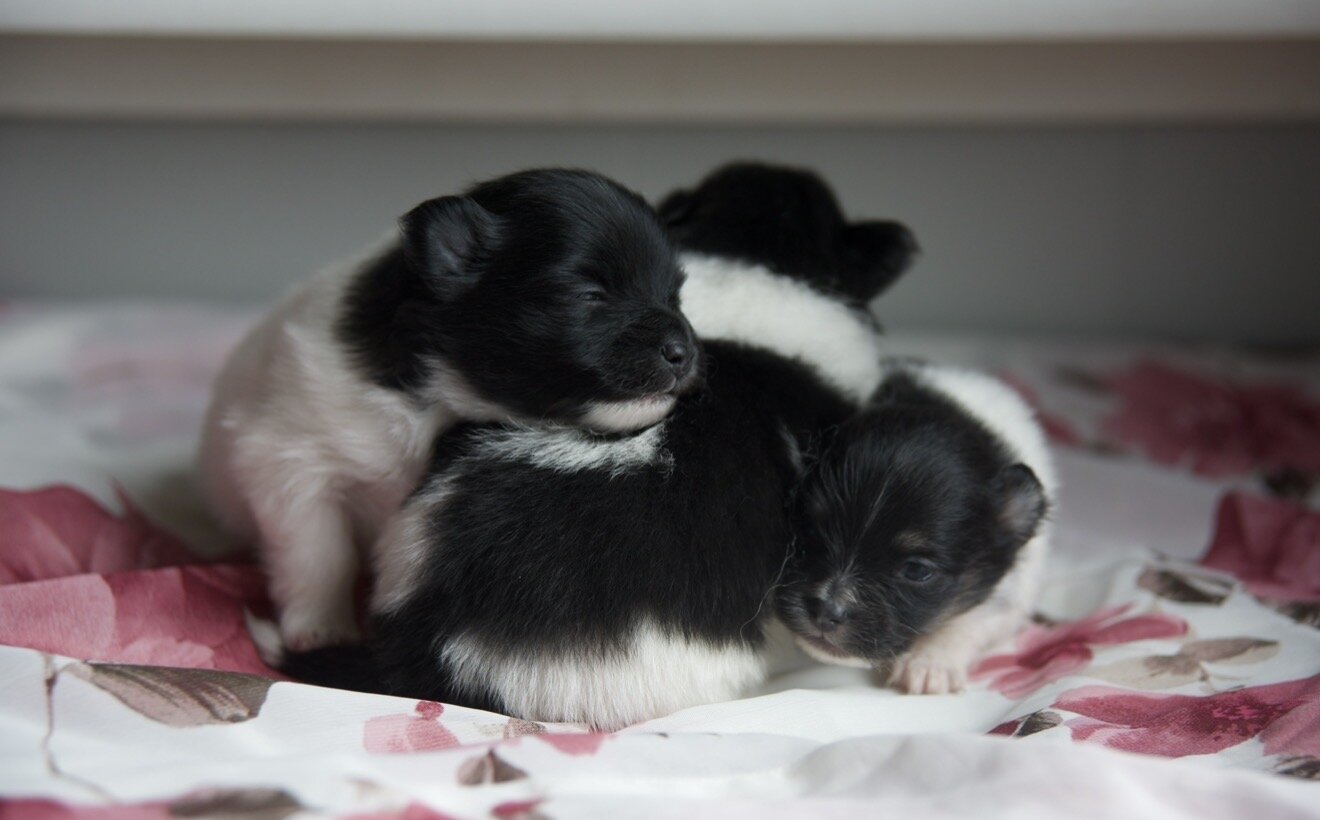 Pomeranian Puppies image 7