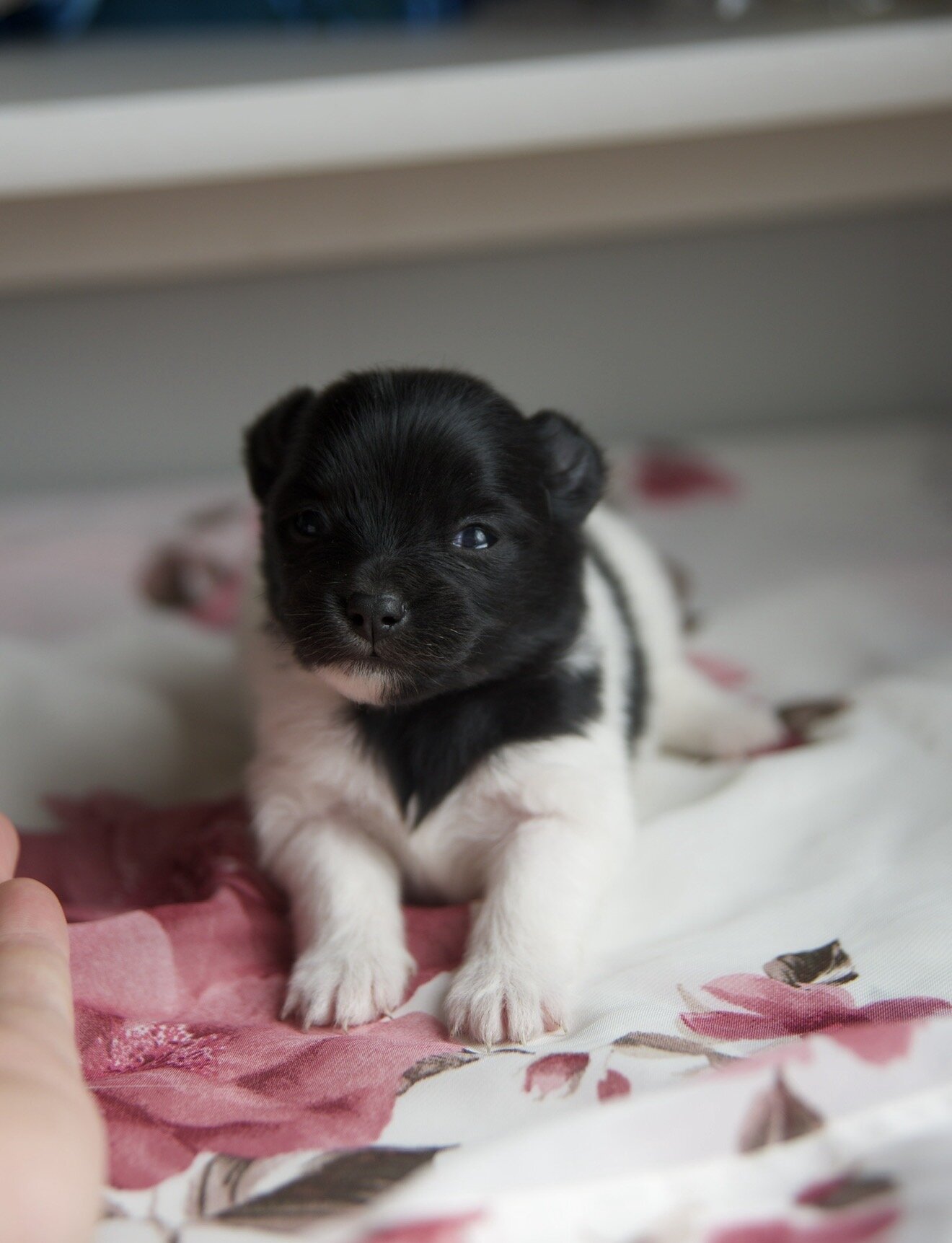 Pomeranian Puppies image 1
