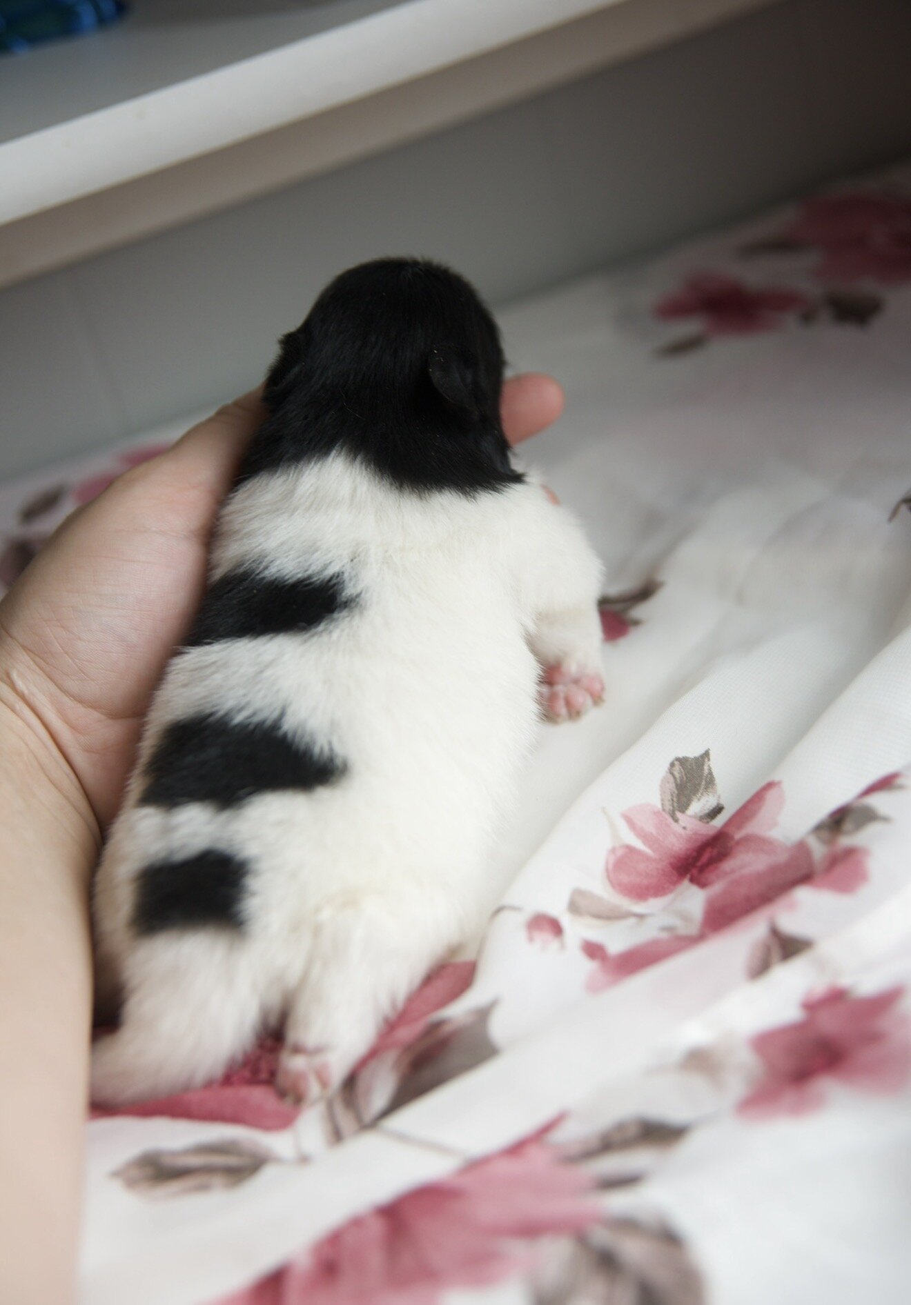 Pomeranian Puppies image 3