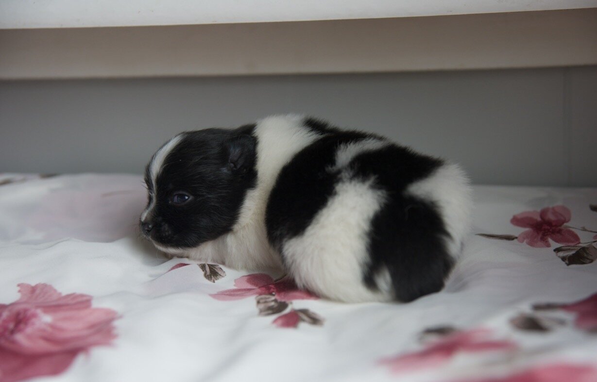 Pomeranian Puppies image 6