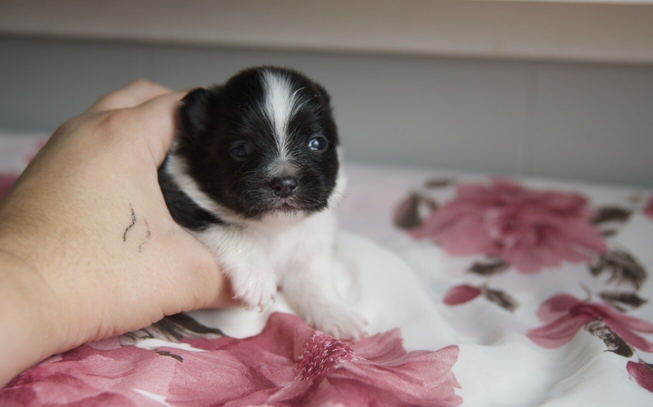 Pomeranian Puppies image 5