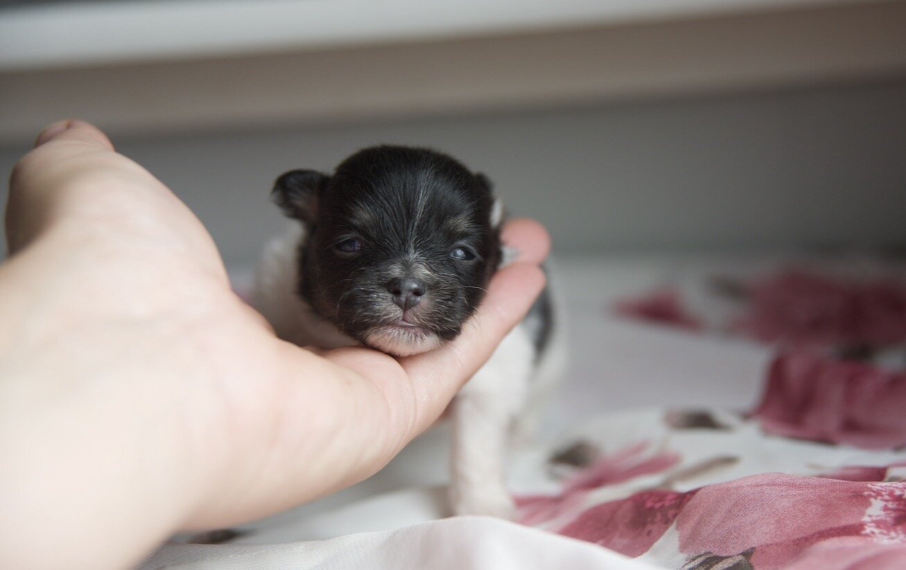 Pomeranian Puppies image 4