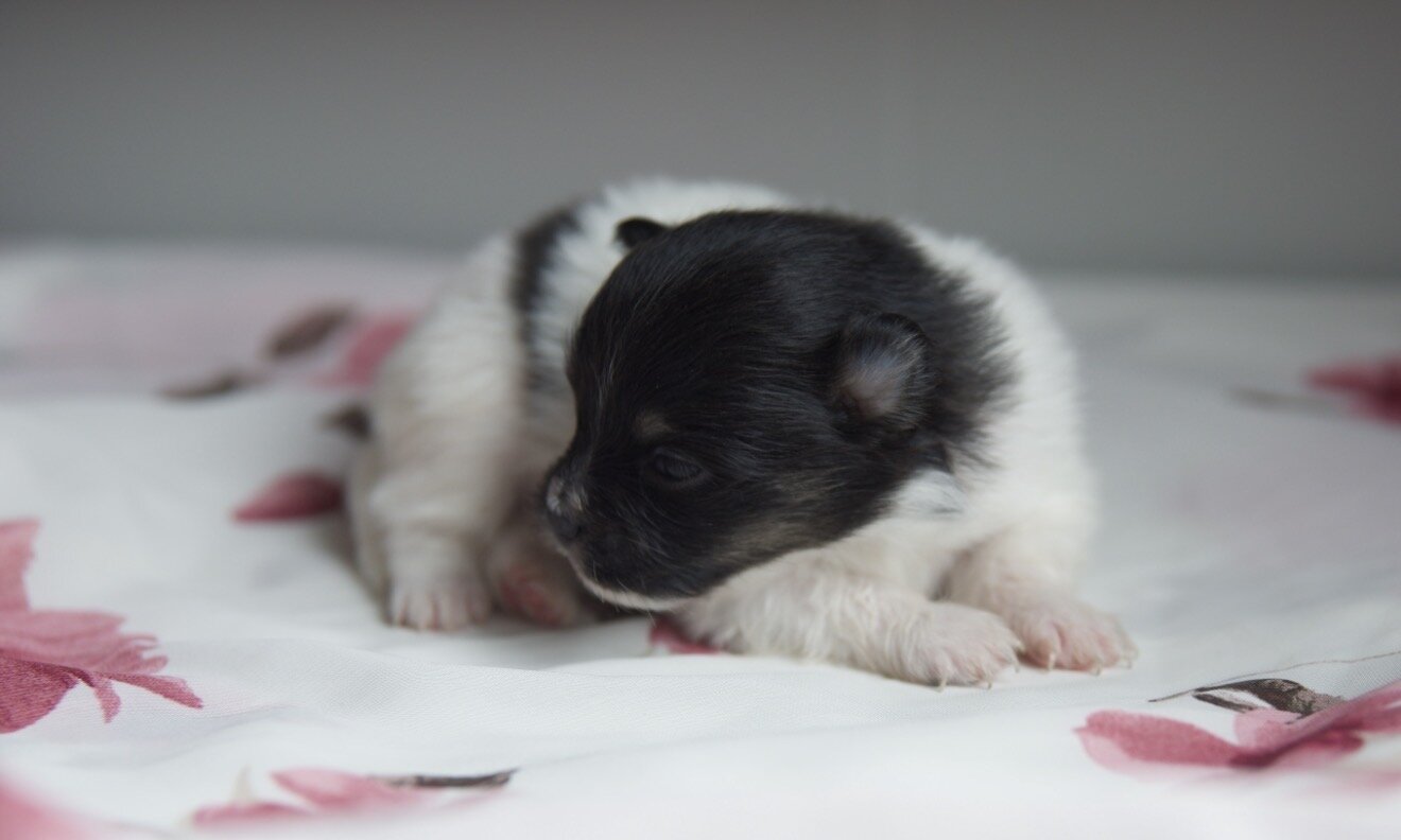 Pomeranian Puppies image 2