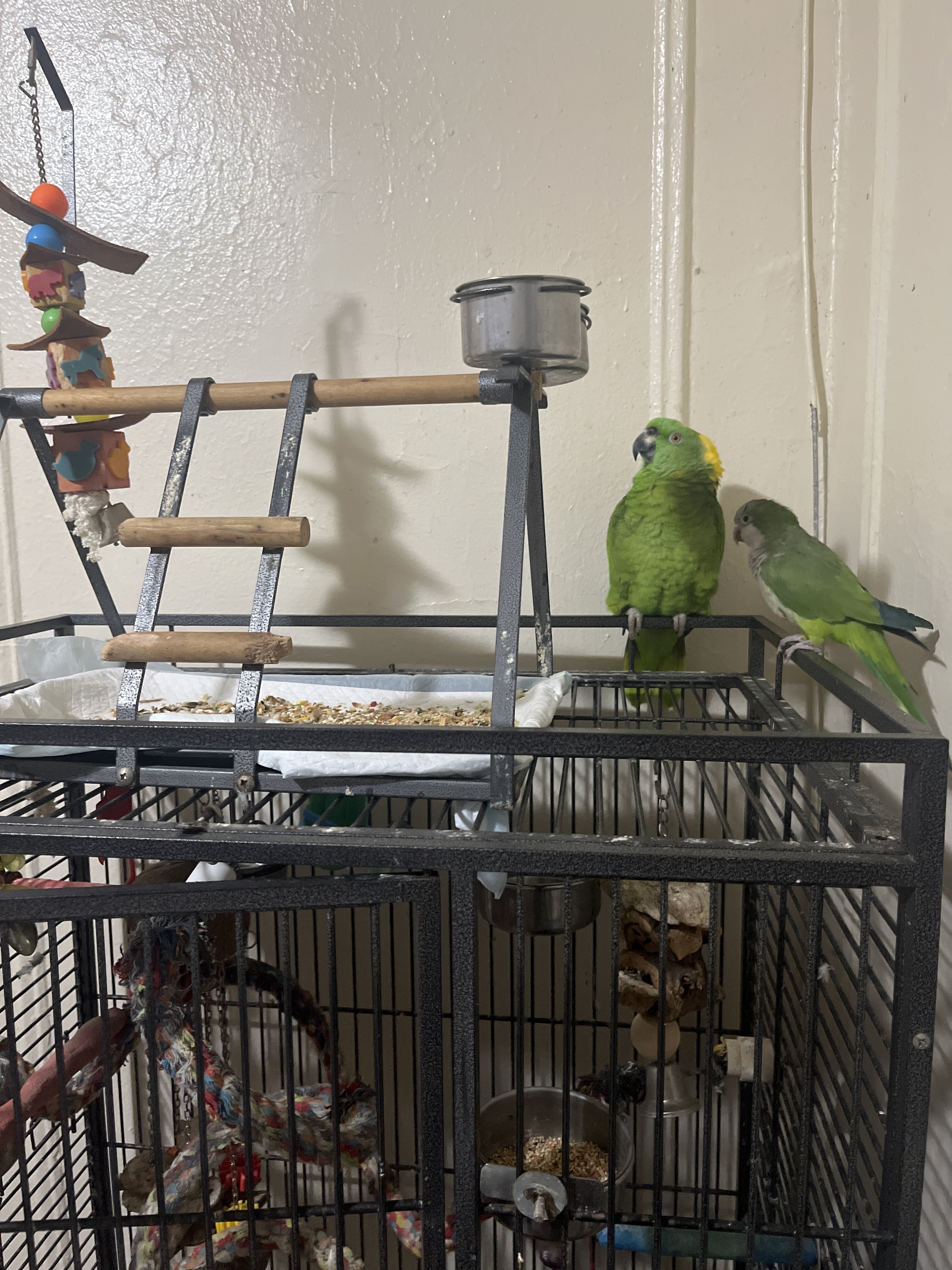 Yellow Naped Amazon and a Quaker with big cage image 1