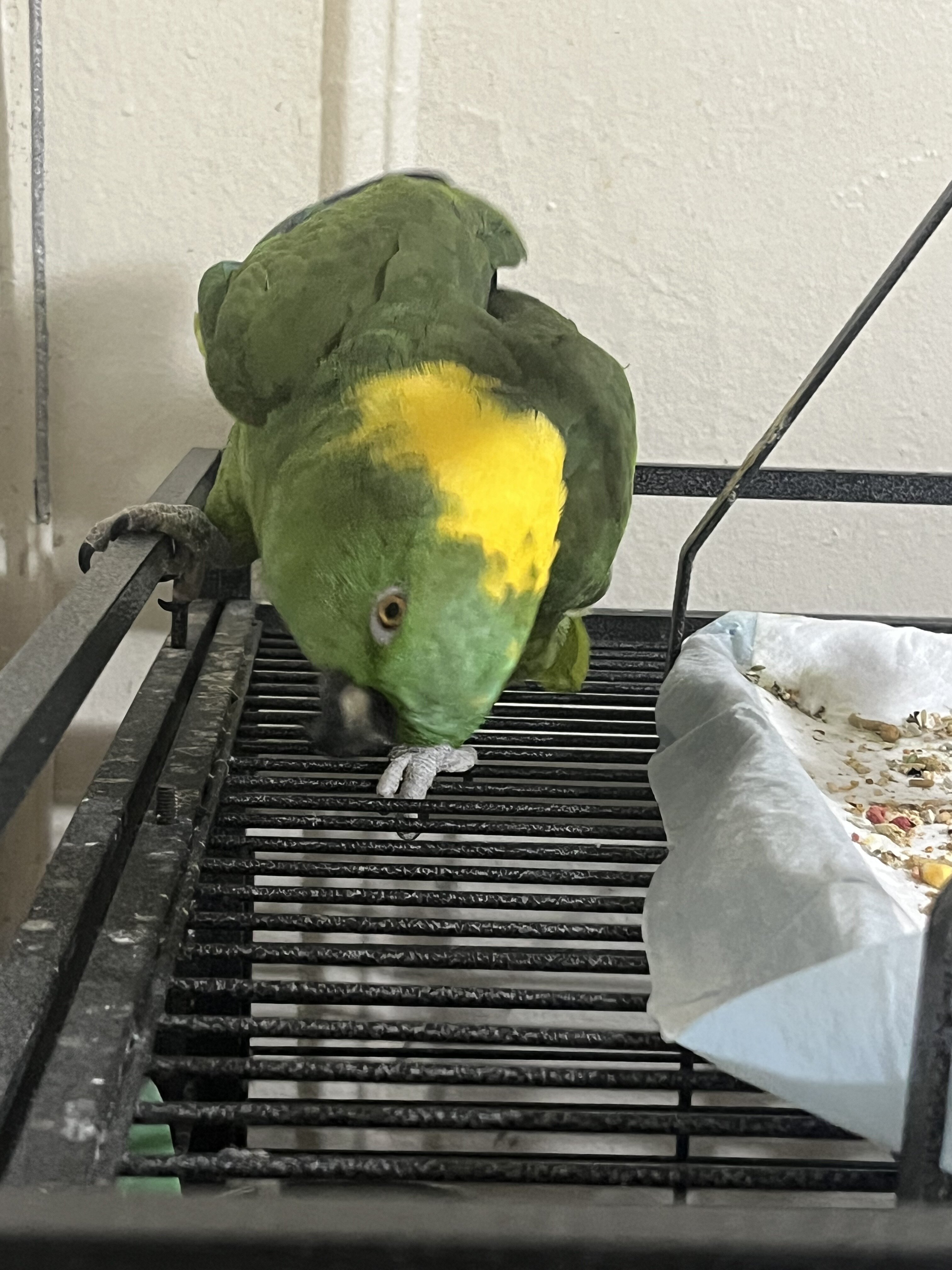 Yellow Naped Amazon and a Quaker with big cage image 2