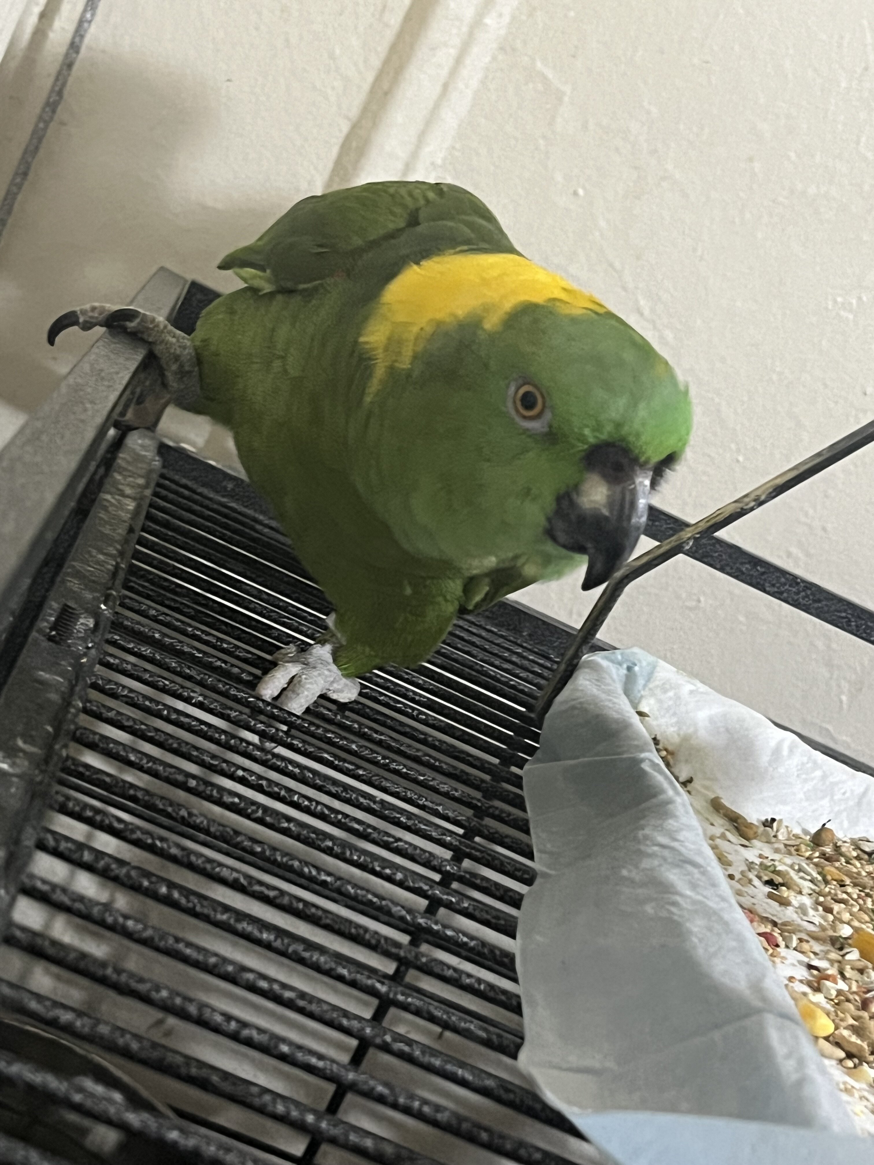 Yellow Naped Amazon and a Quaker with big cage image 3