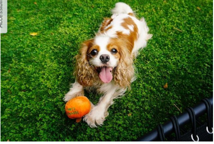 Cavalier King Charles Spaniel dog image 1
