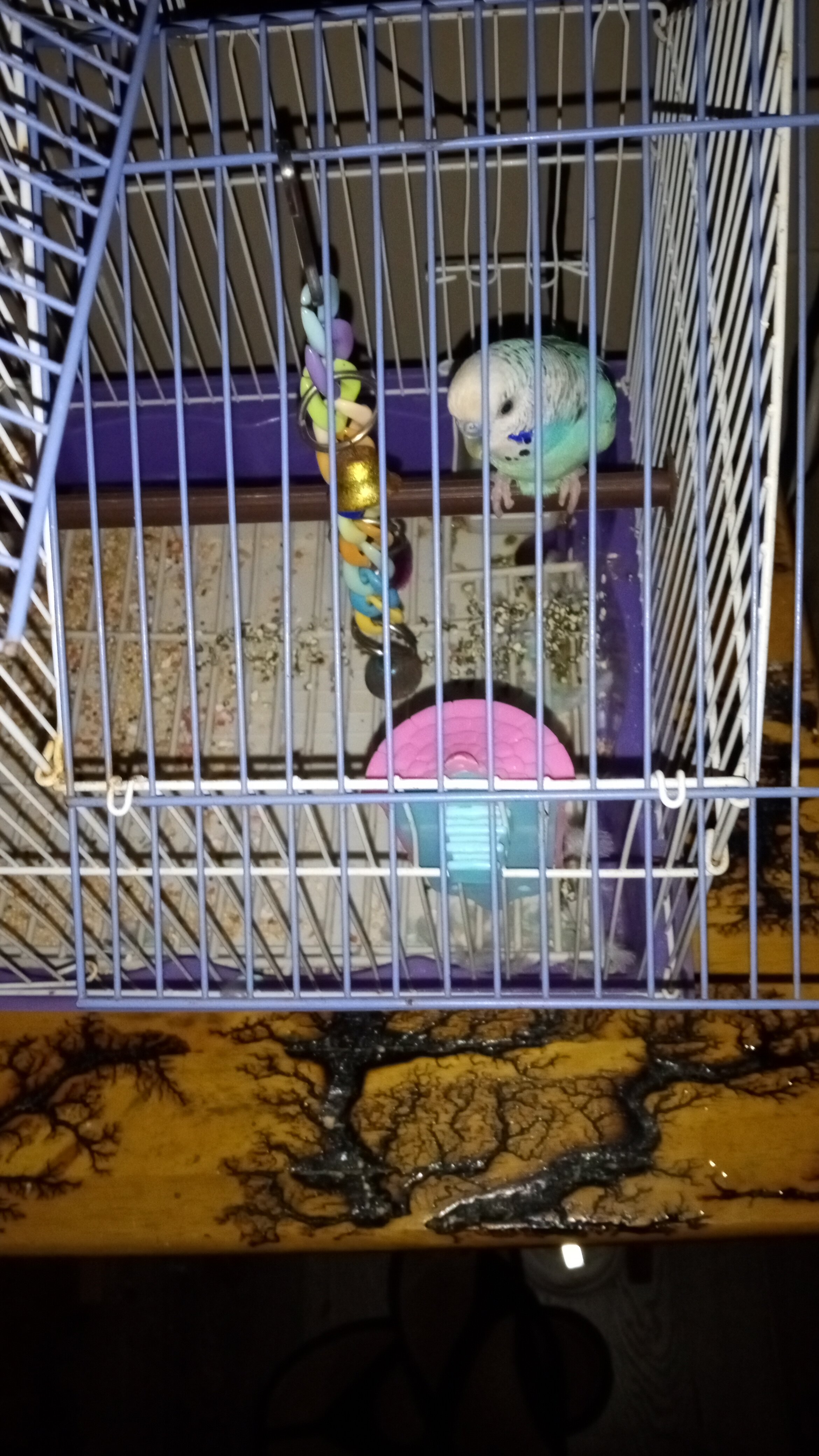 2 female parakeets image 1