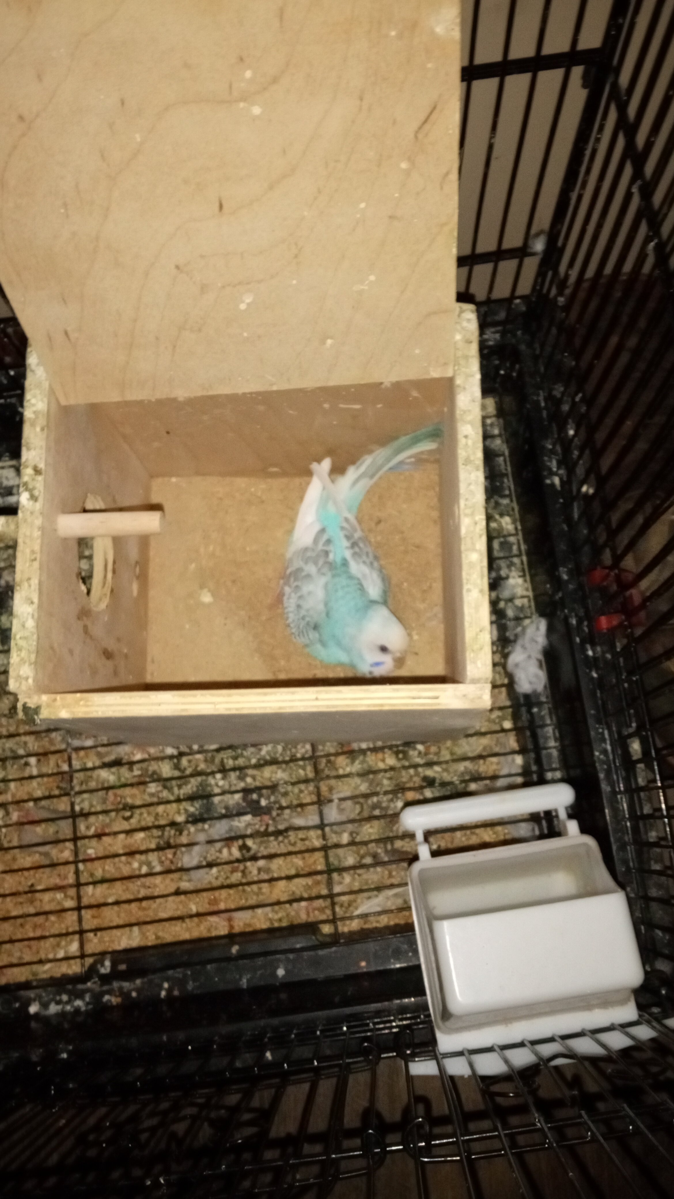 2 female parakeets image 2