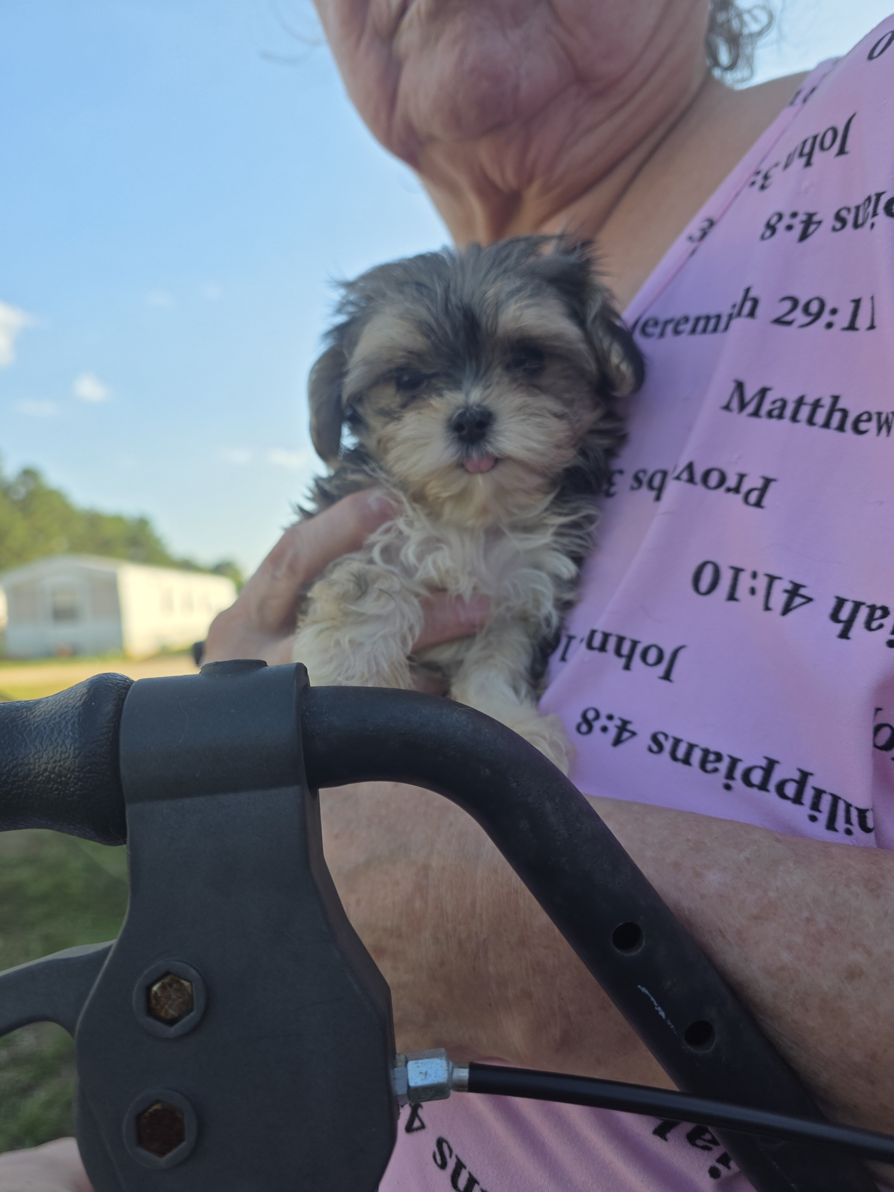 Morkie Puppies image 2
