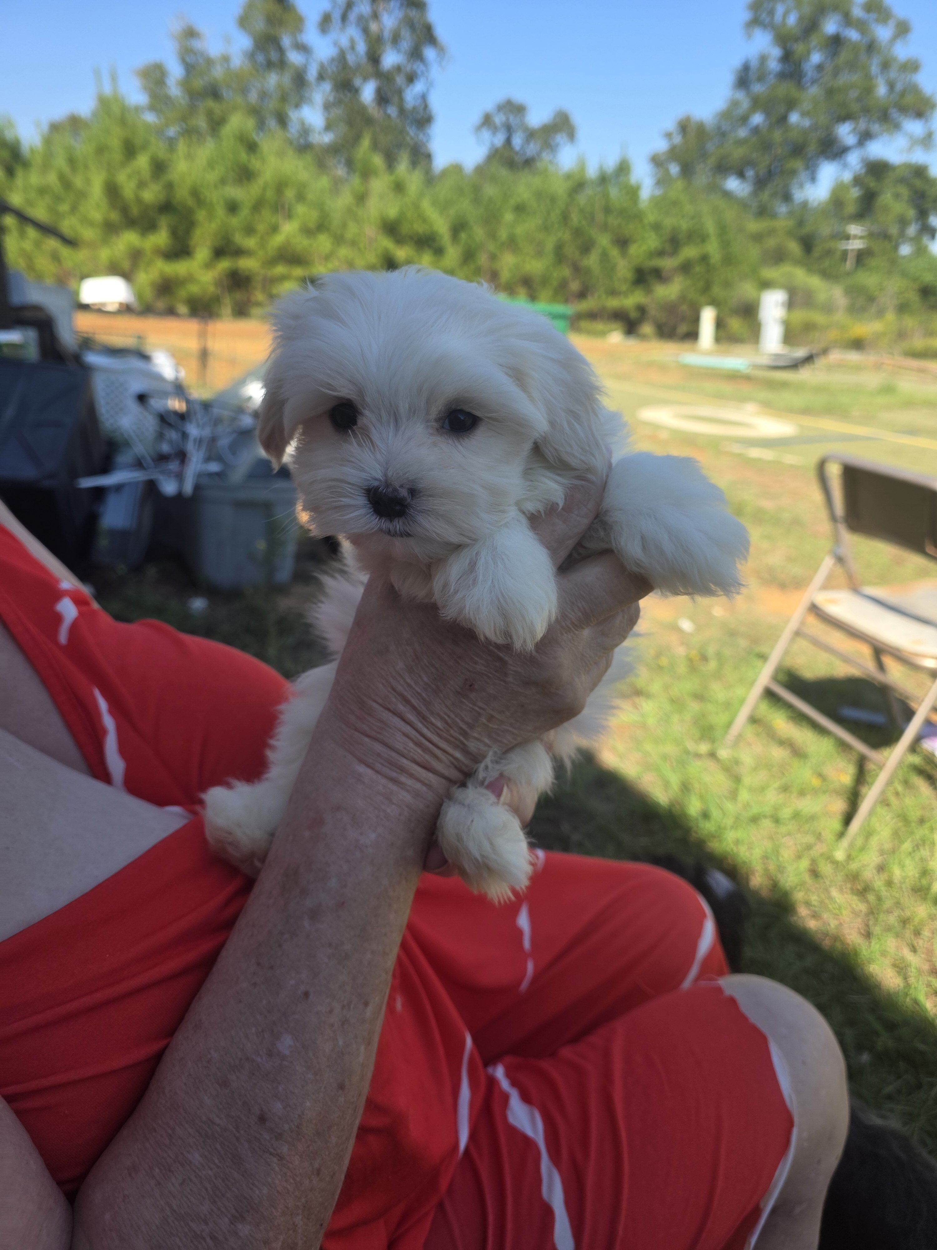 Morkie Puppies image 1