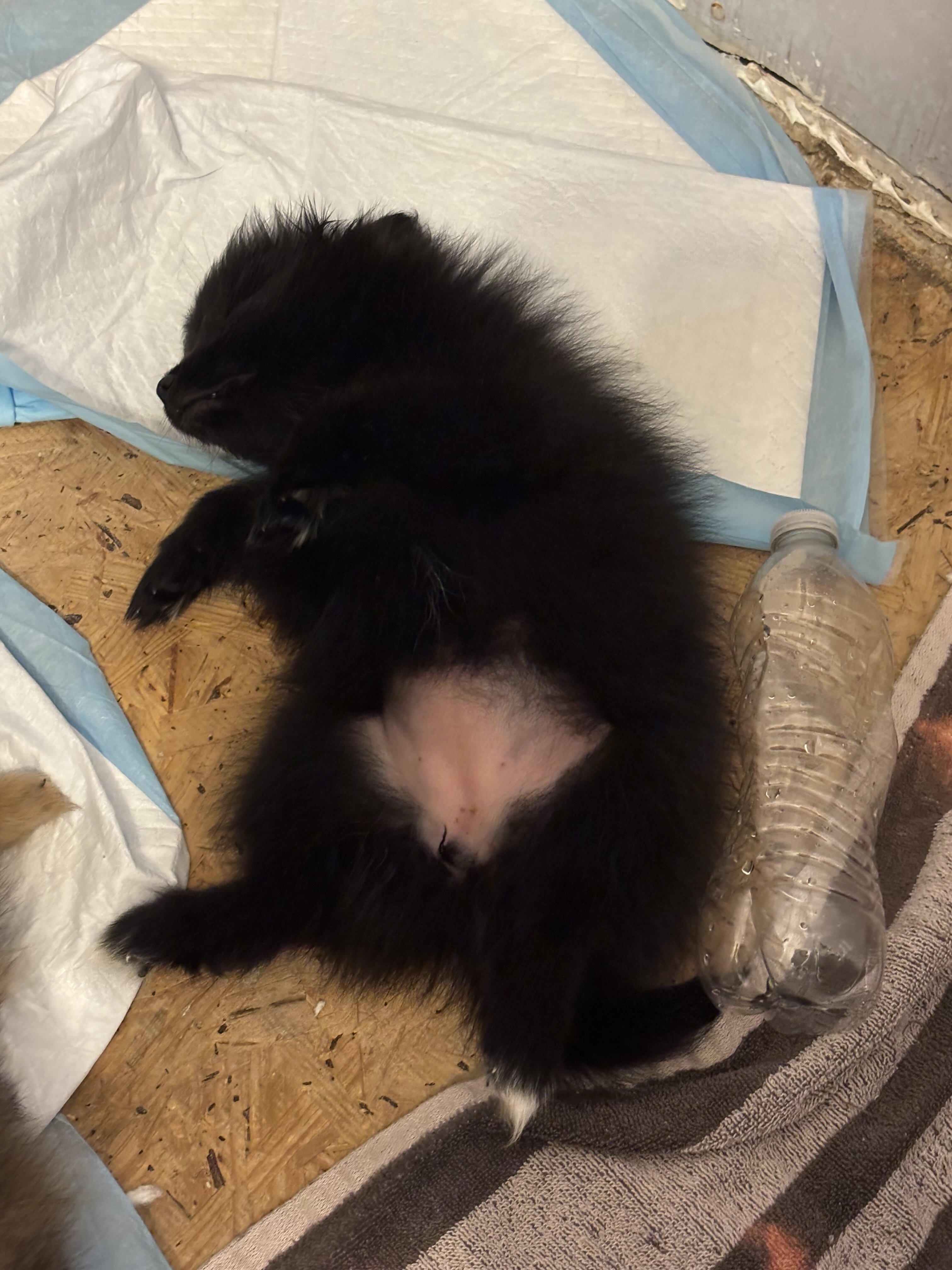Purebred Pomeranian Puppies image 2