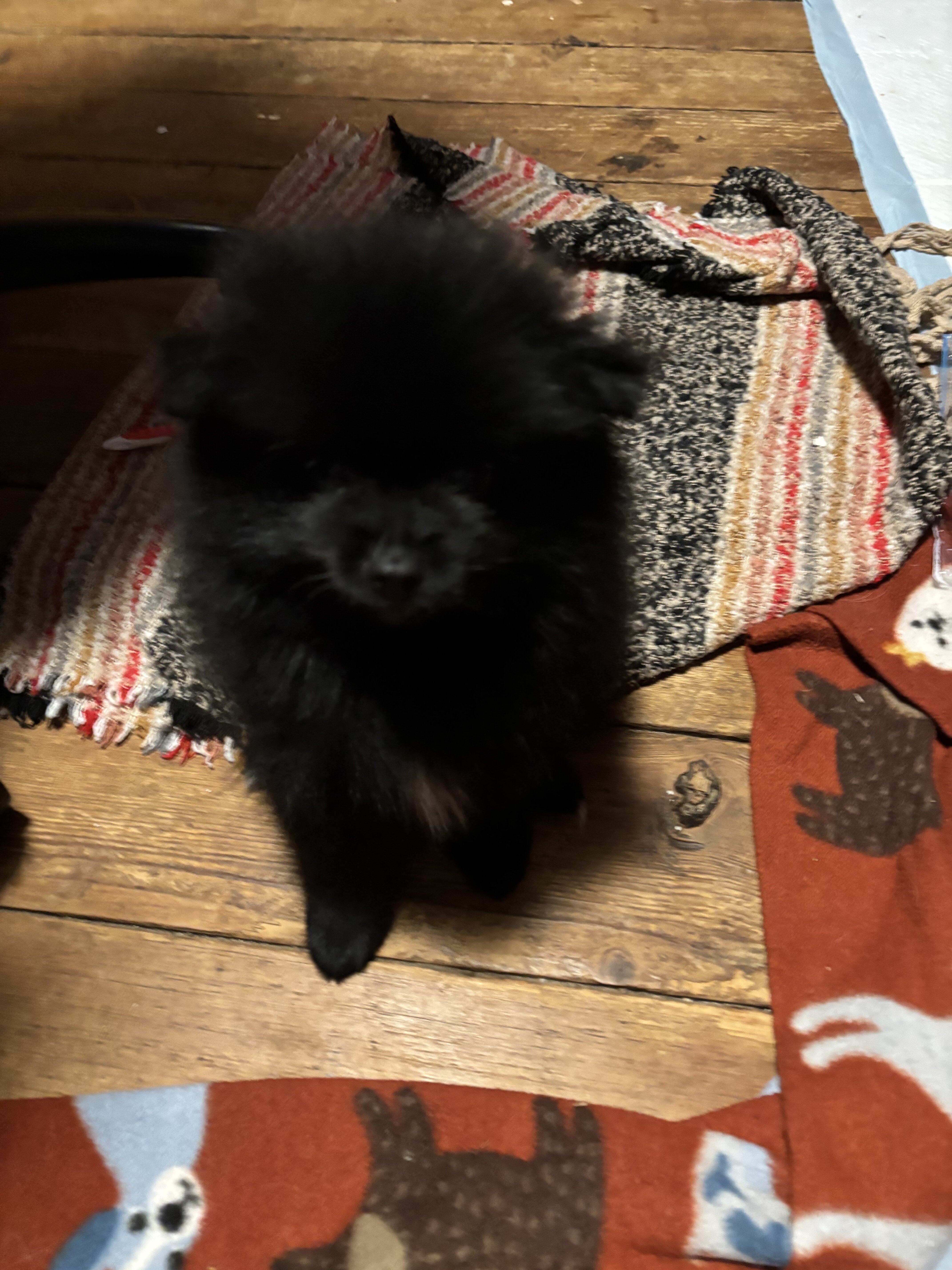 Purebred Pomeranian Puppies image 1