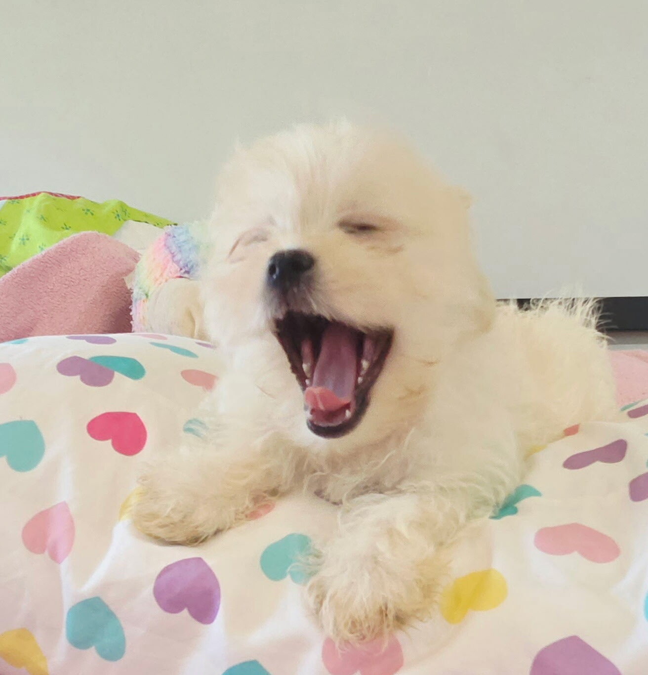 Mal shi puppy image 9