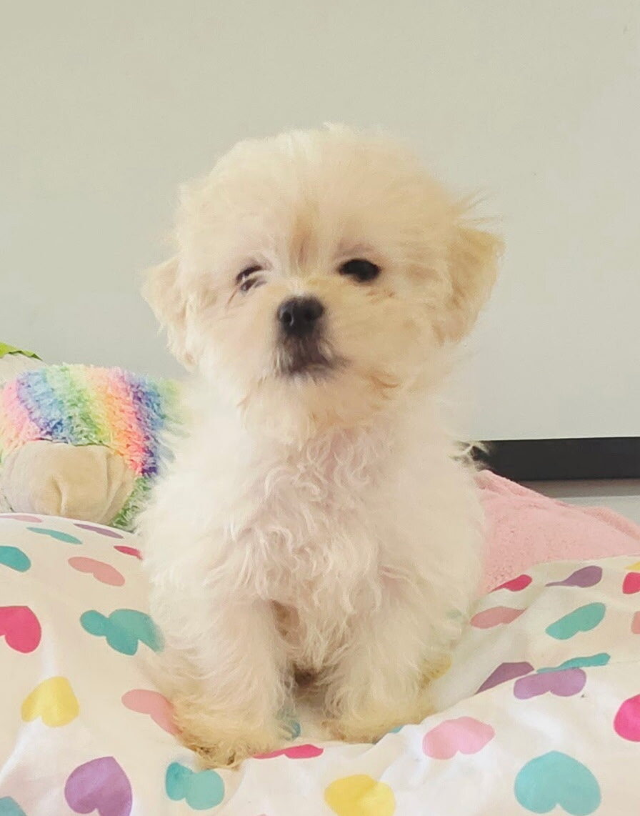 Mal shi puppy image 8