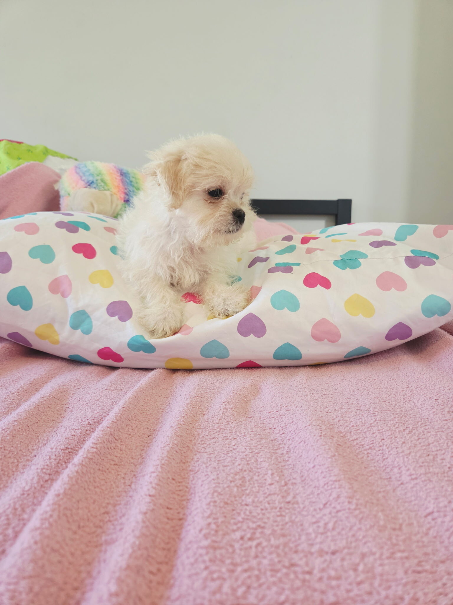 Mal shi puppy image 7