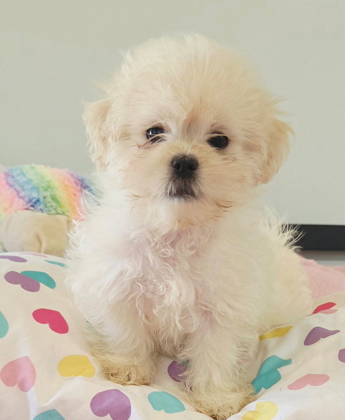 Mal shi puppy image 6