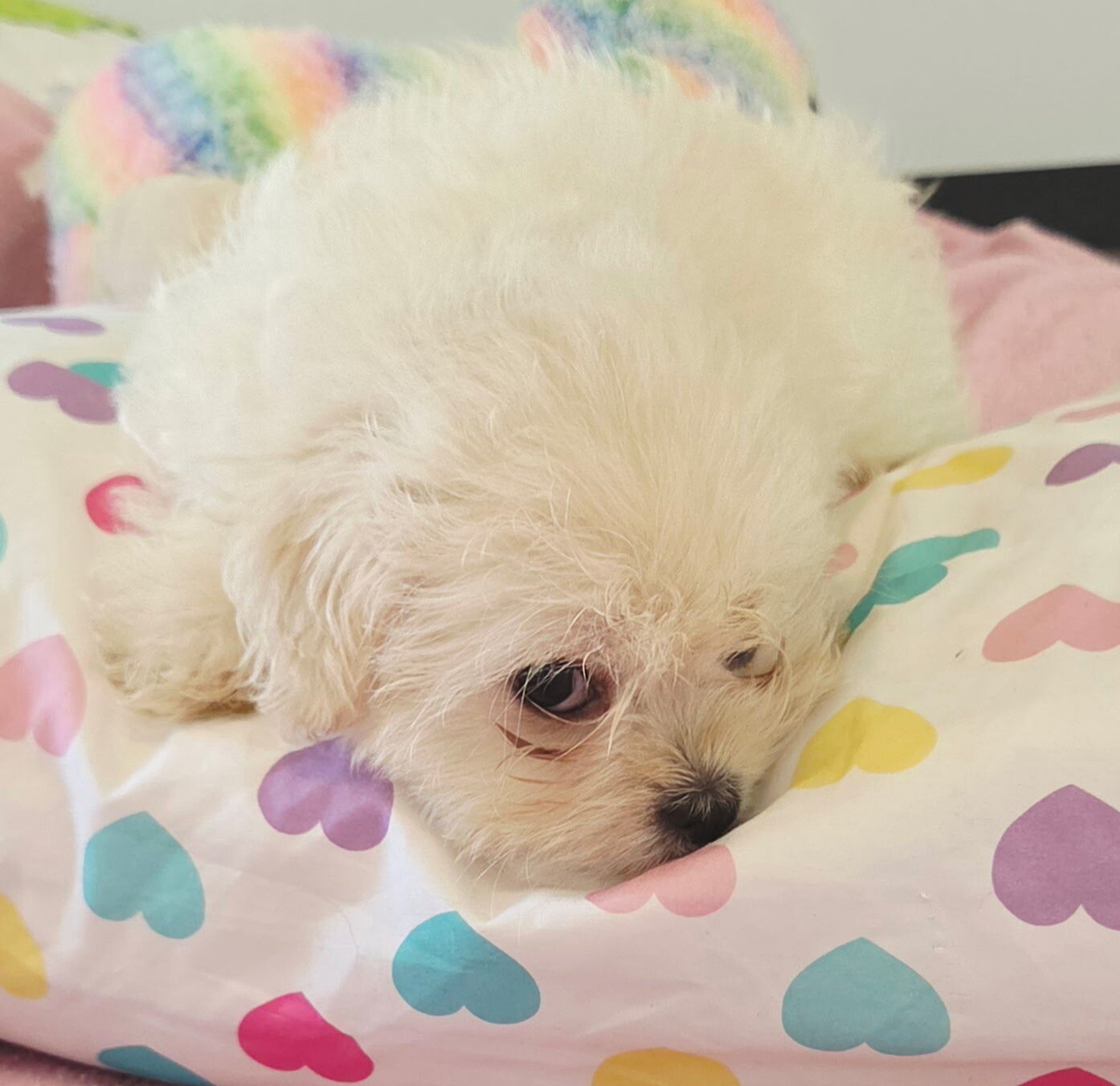 Mal shi puppy image 5