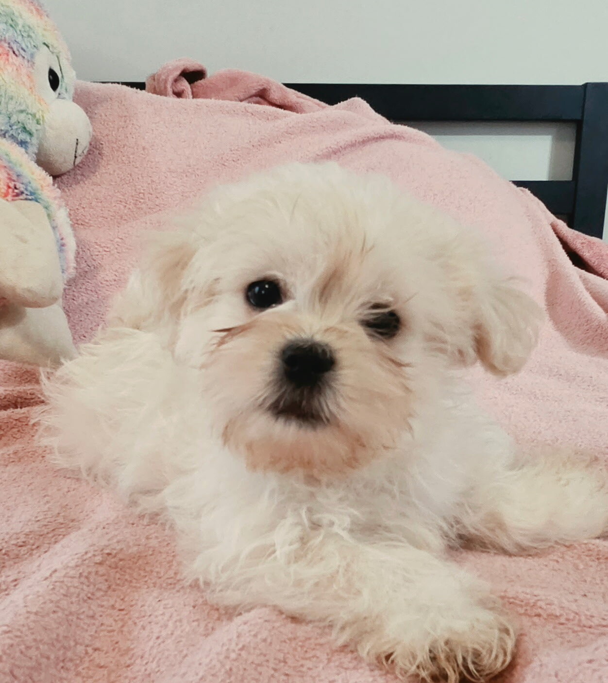 Mal shi puppy image 4