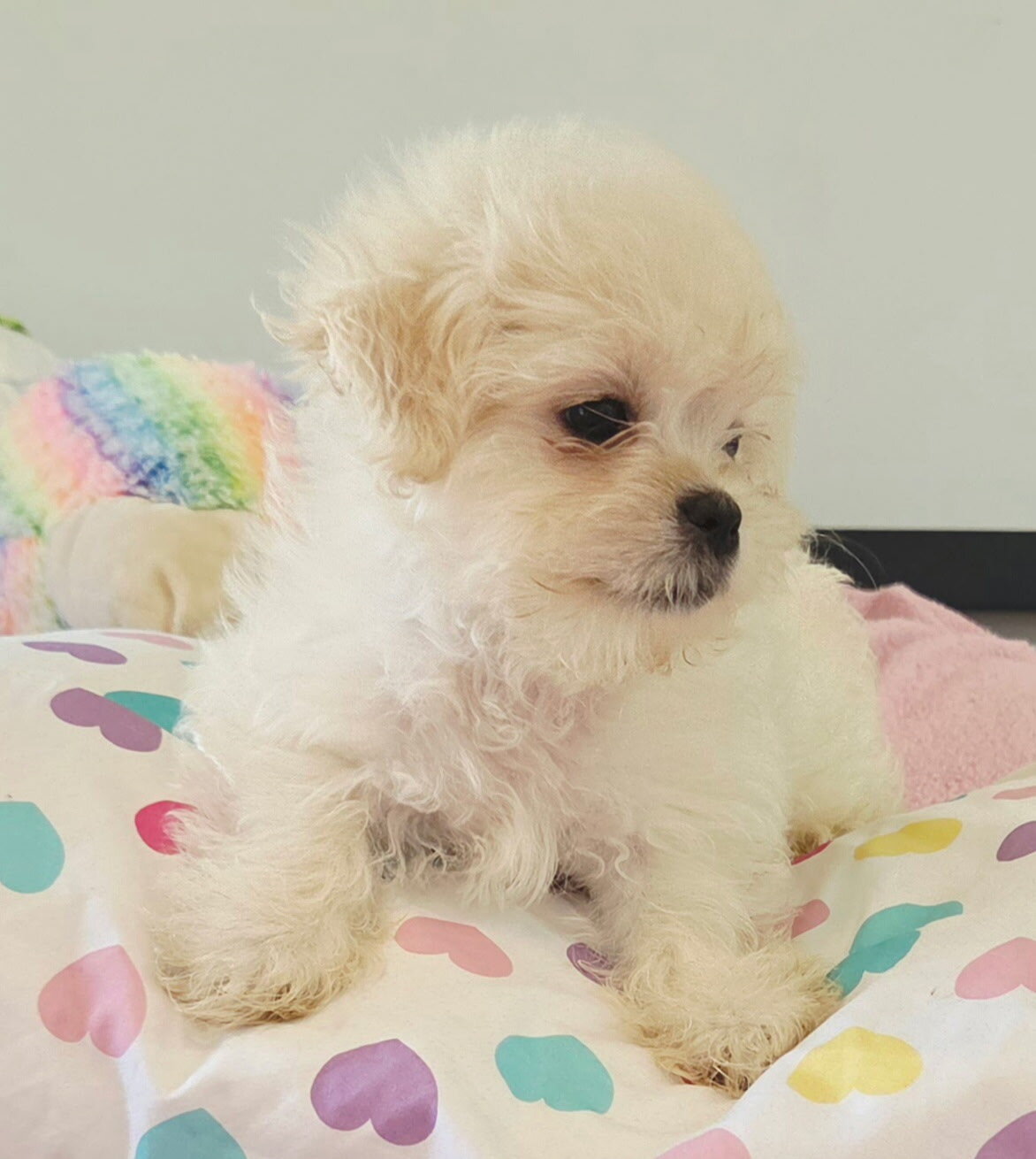 Mal shi puppy image 3