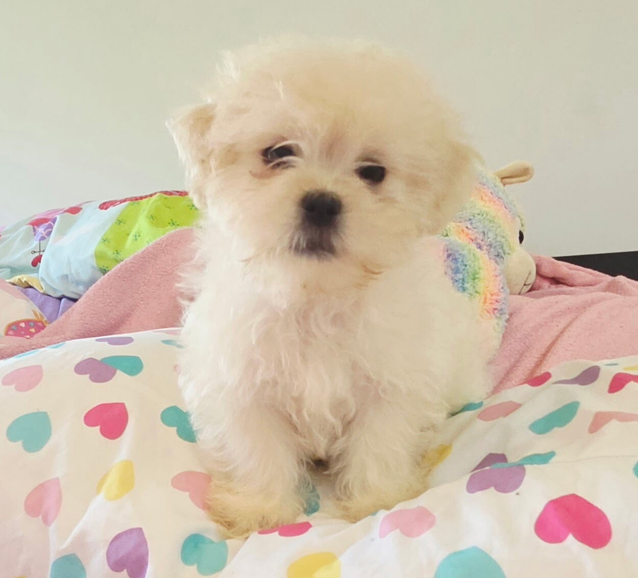 Mal shi puppy image 2