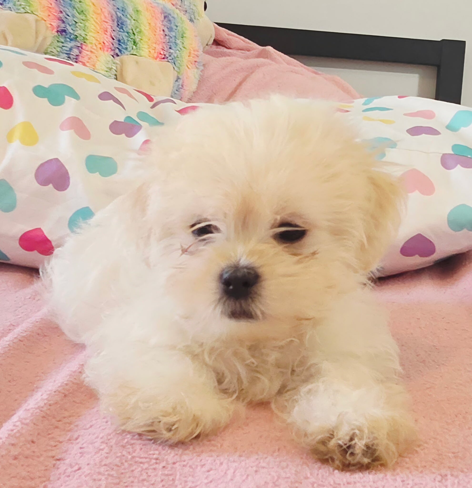 Mal shi puppy image 1
