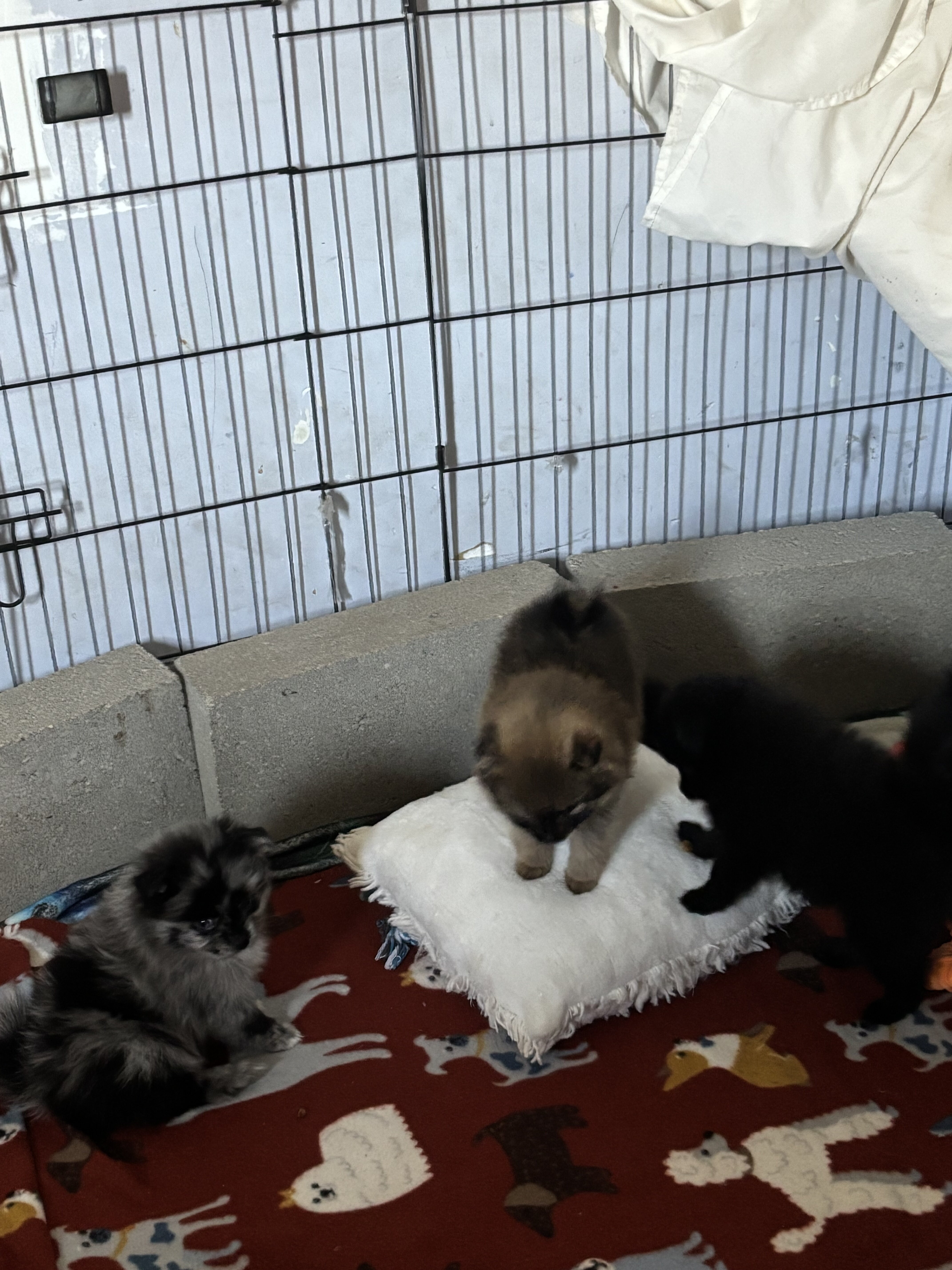 Purebred Pomeranian black image 3