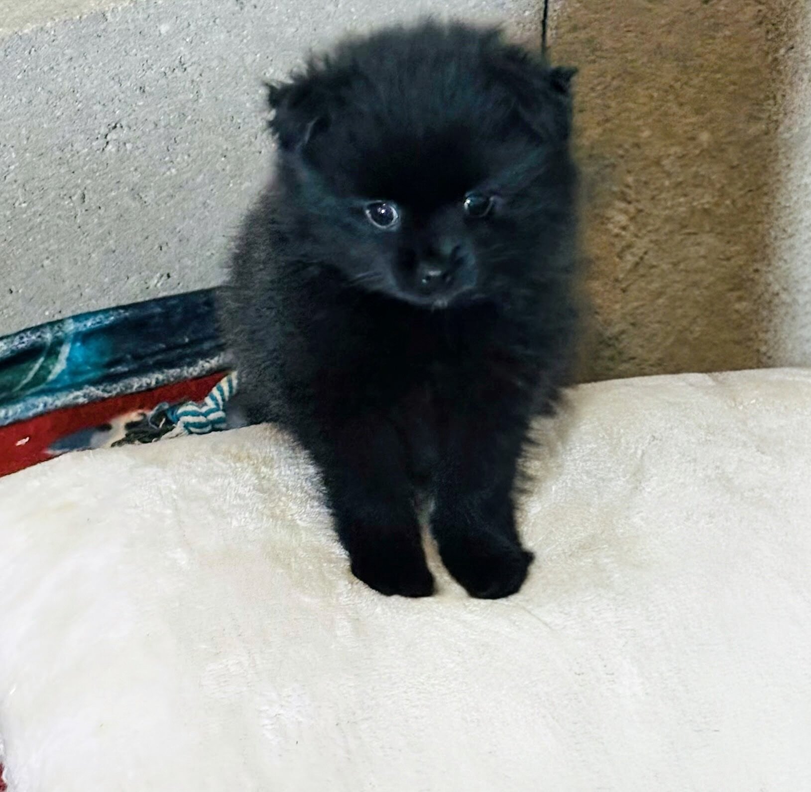 Purebred Pomeranian black image 4