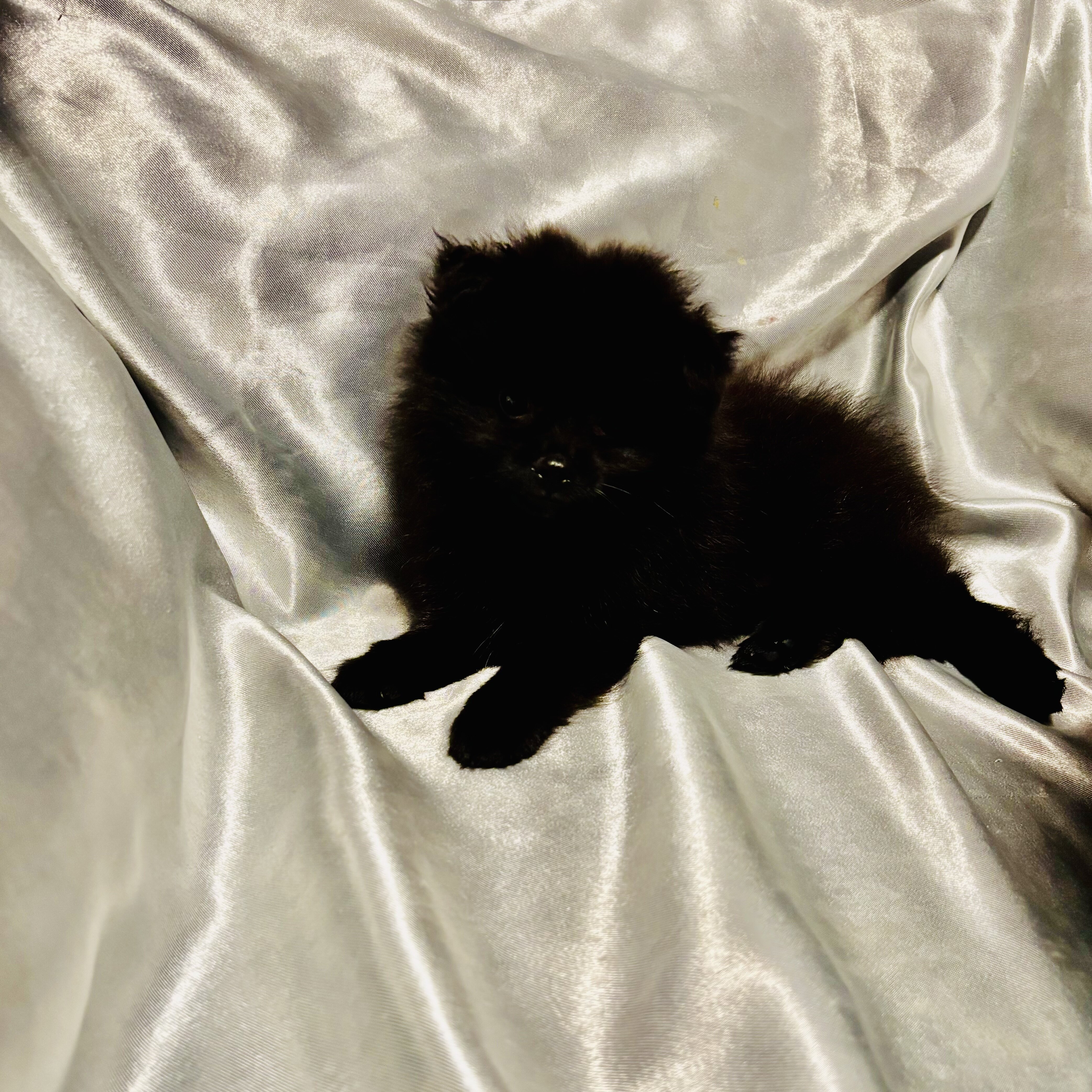 Purebred Pomeranian black image 2
