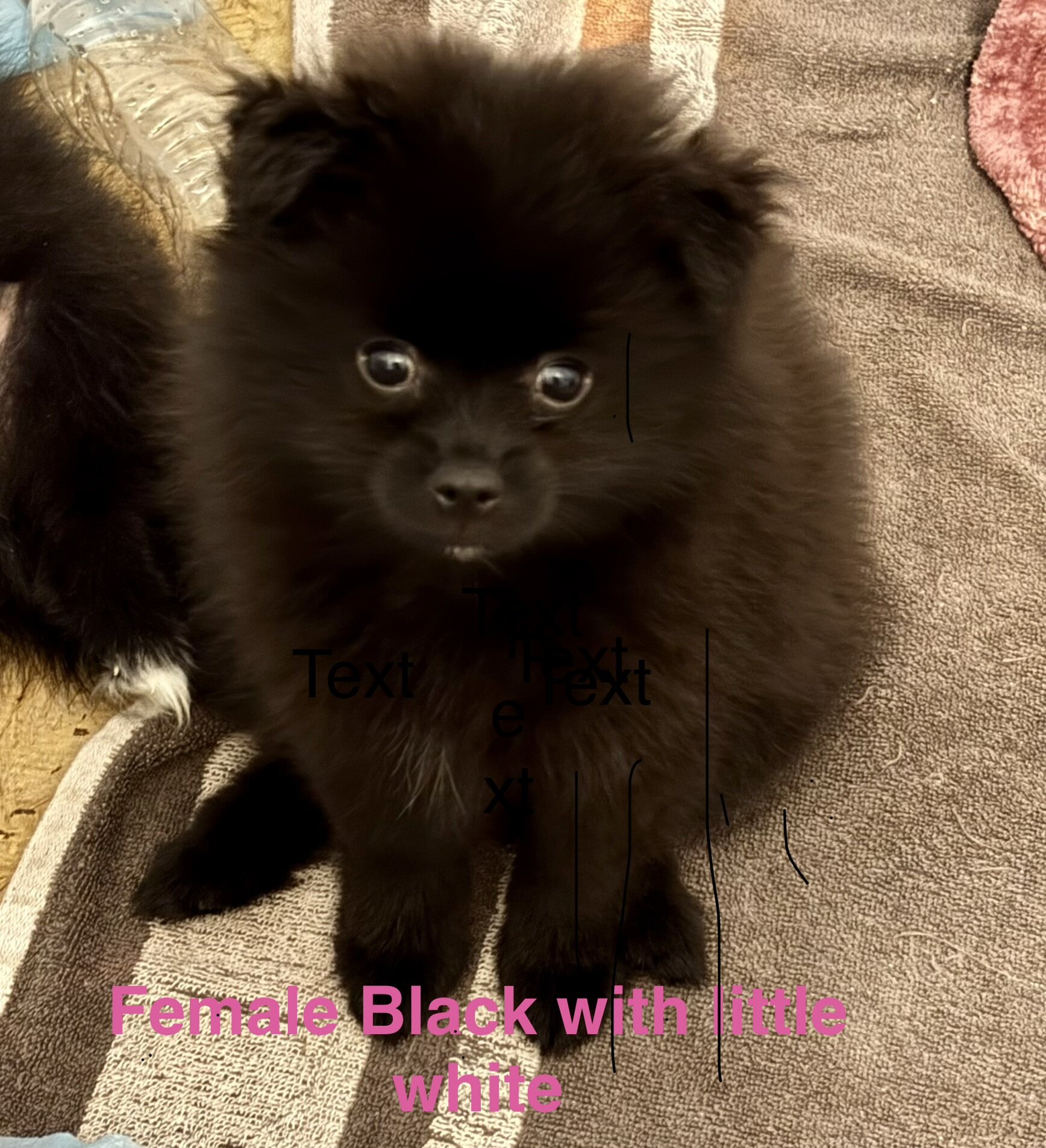 Purebred Pomeranian black image 1