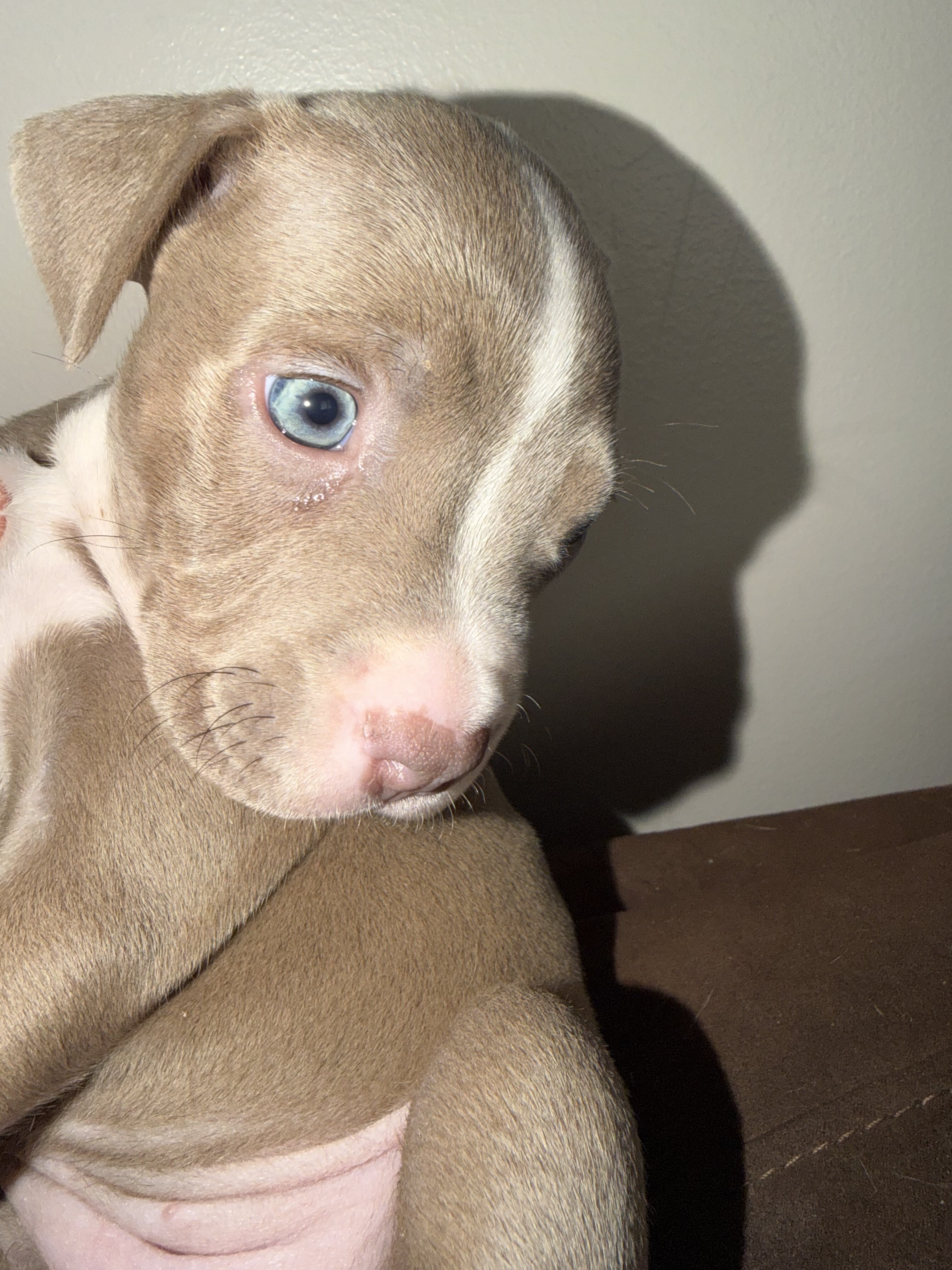 Pitbull puppies image 4