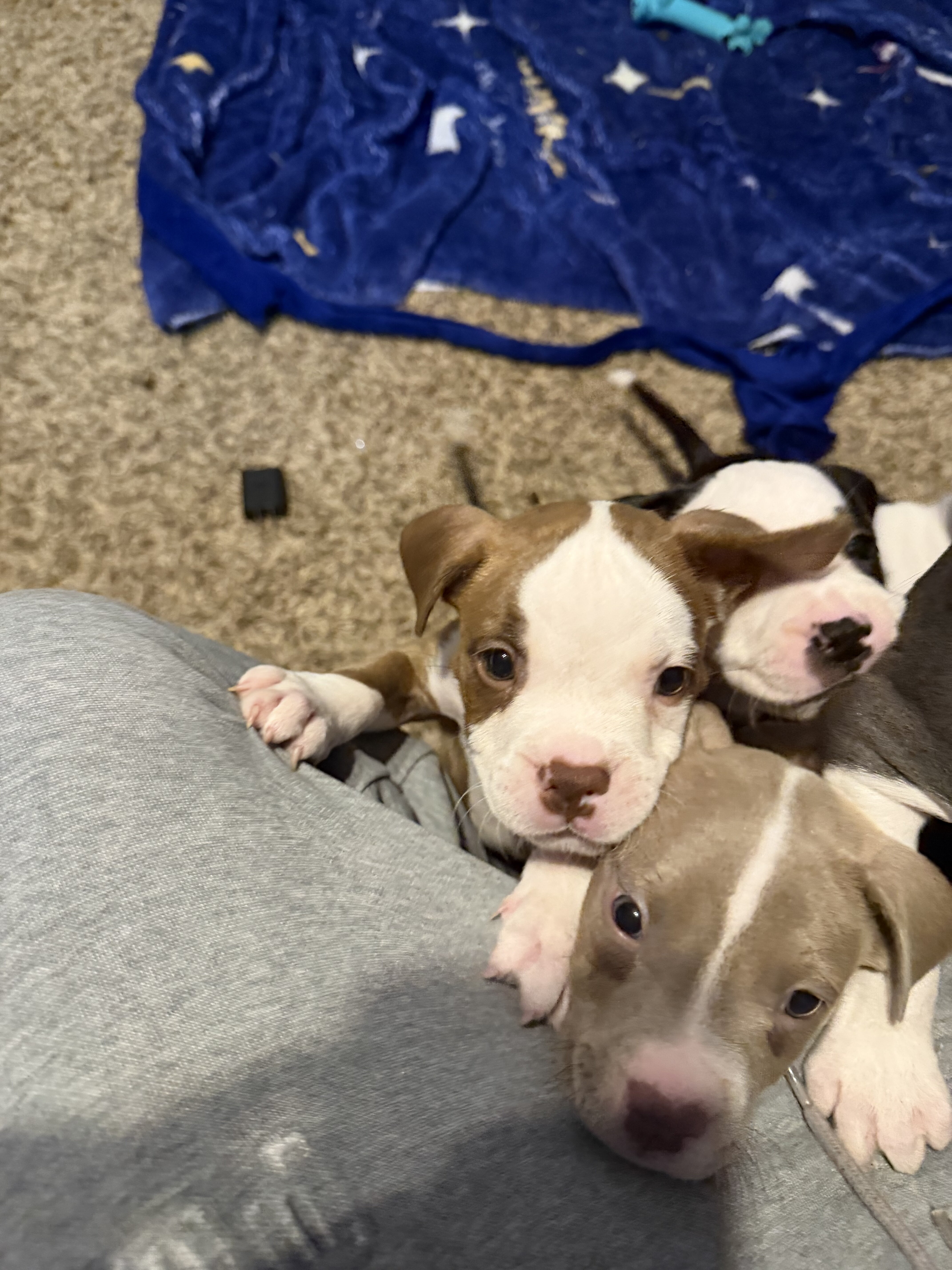 Pitbull puppies image 1
