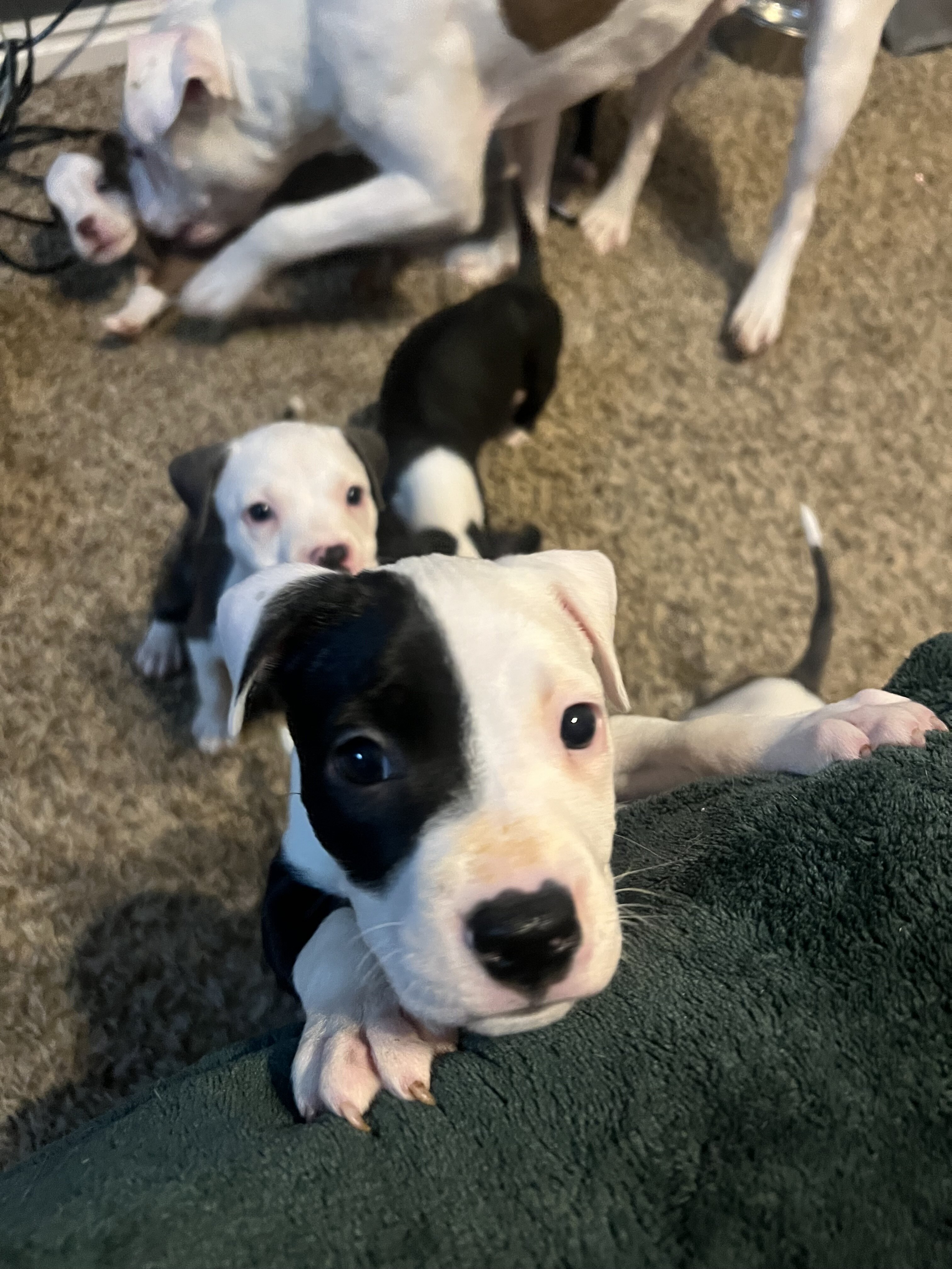 Pitbull puppies image 2