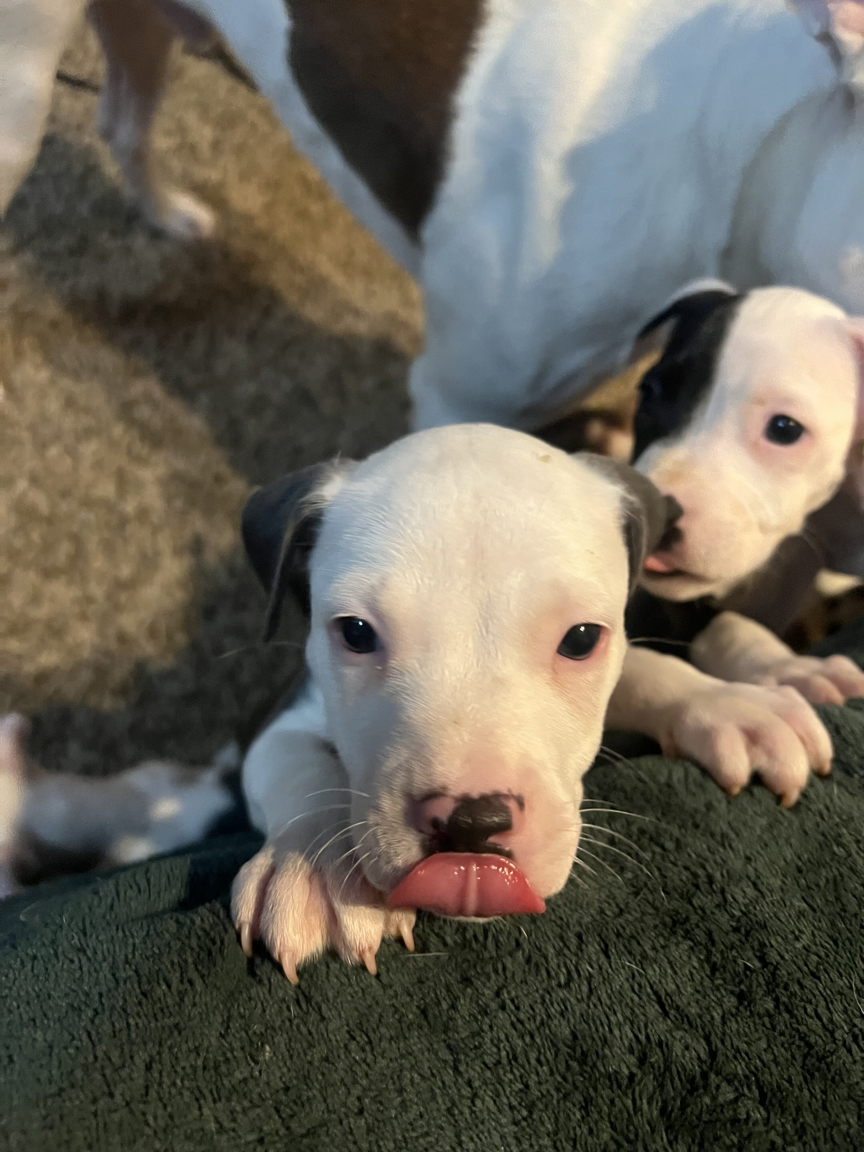 Pitbull puppies image 3