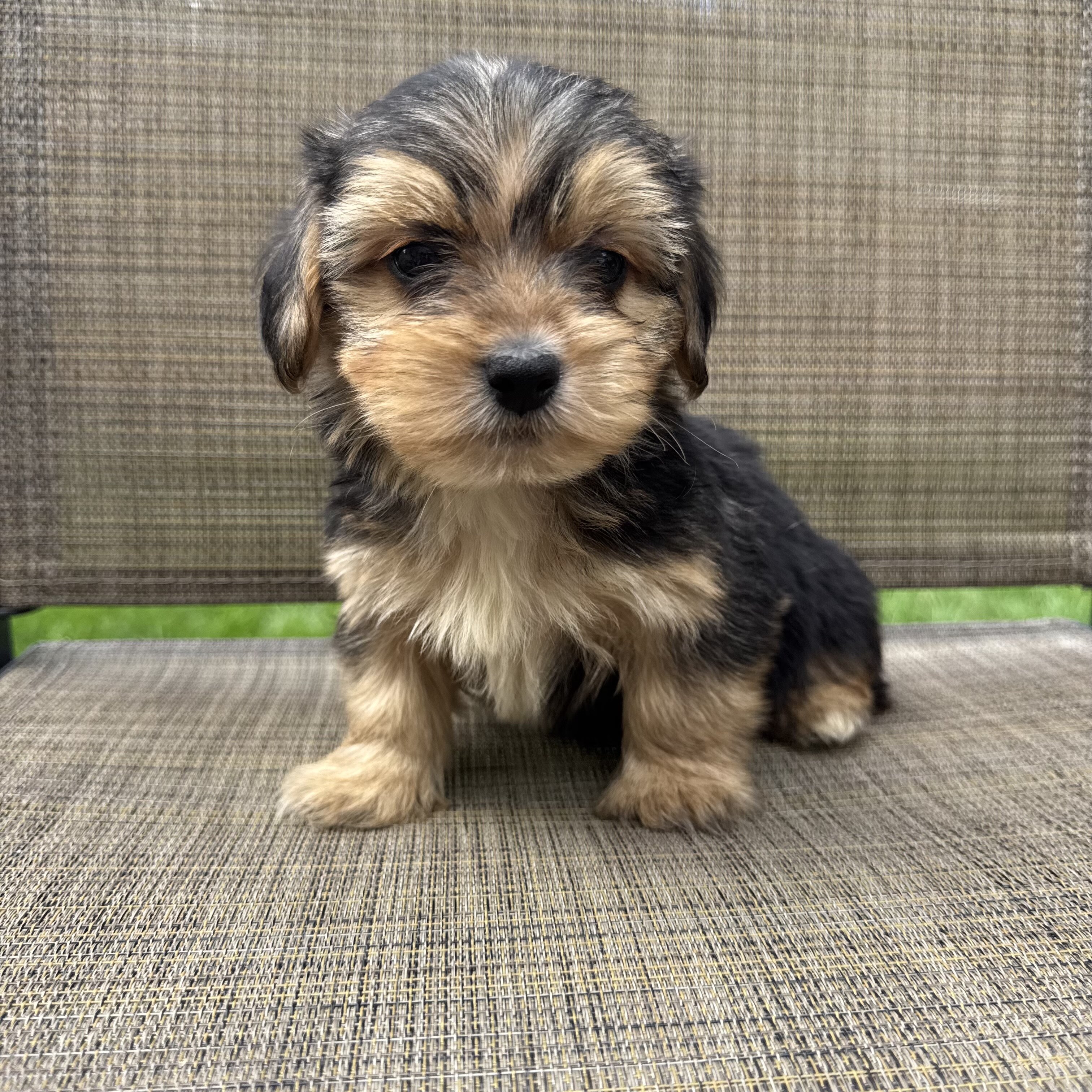 Yorkie puppies image 4