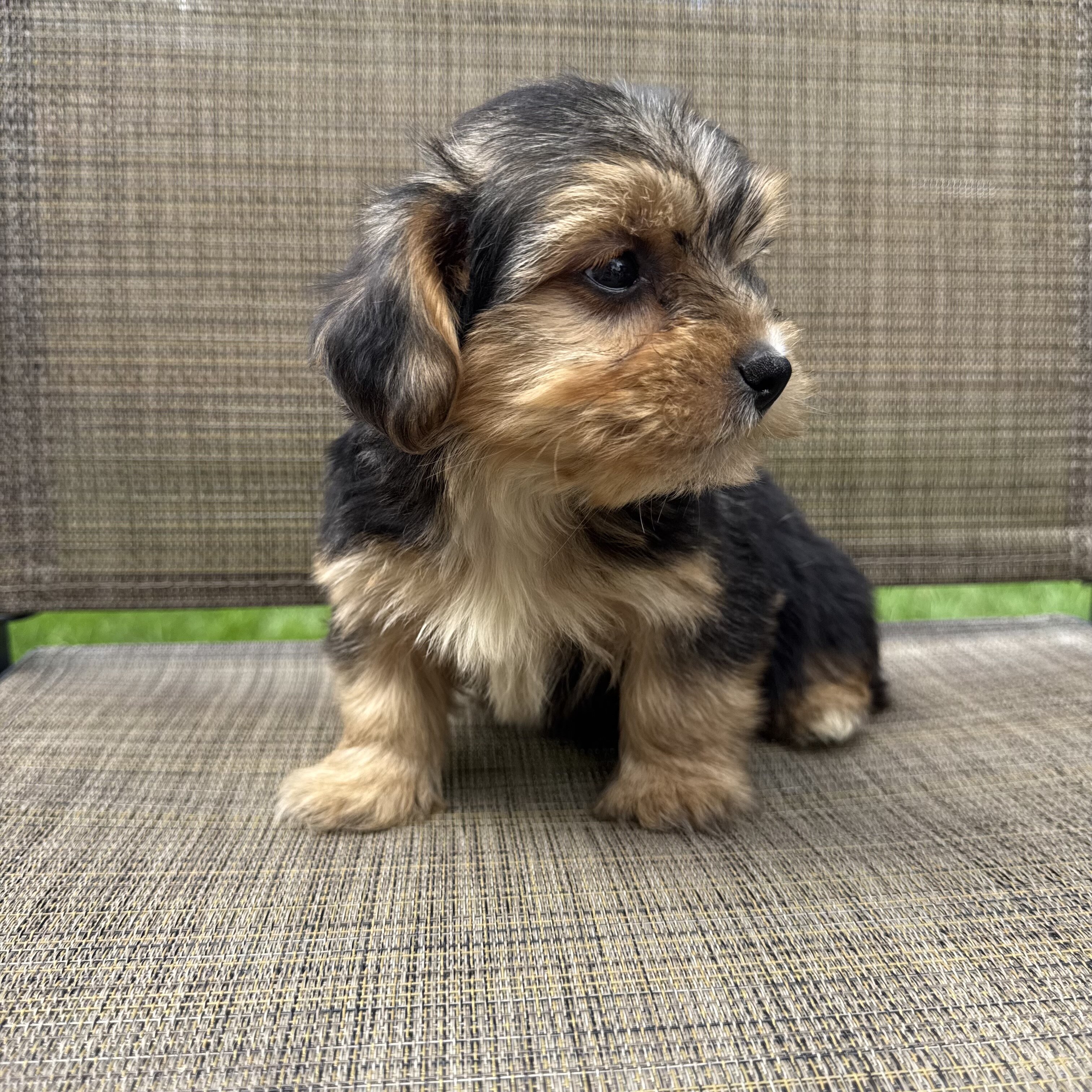 Yorkie puppies image 5