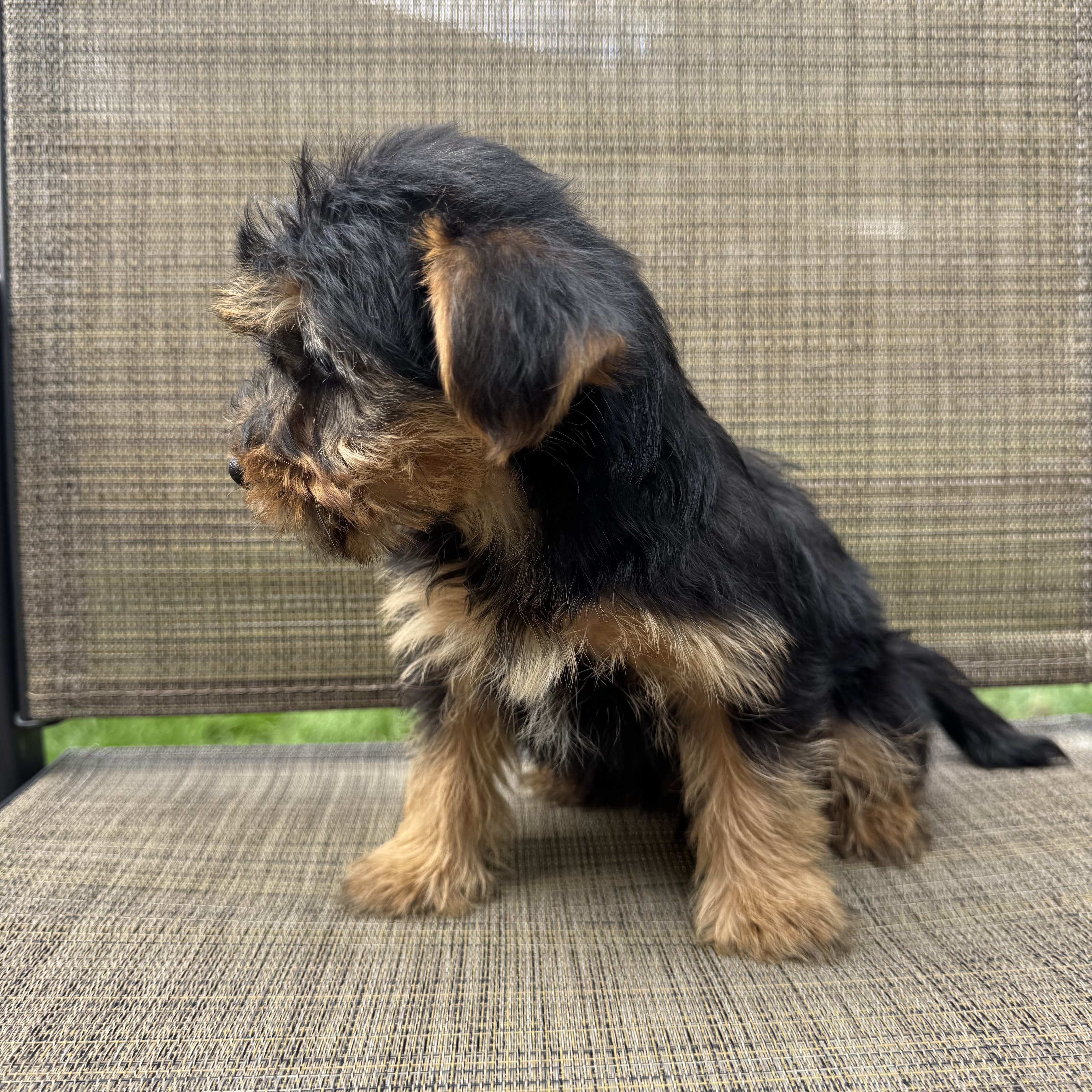 Yorkie puppies image 3