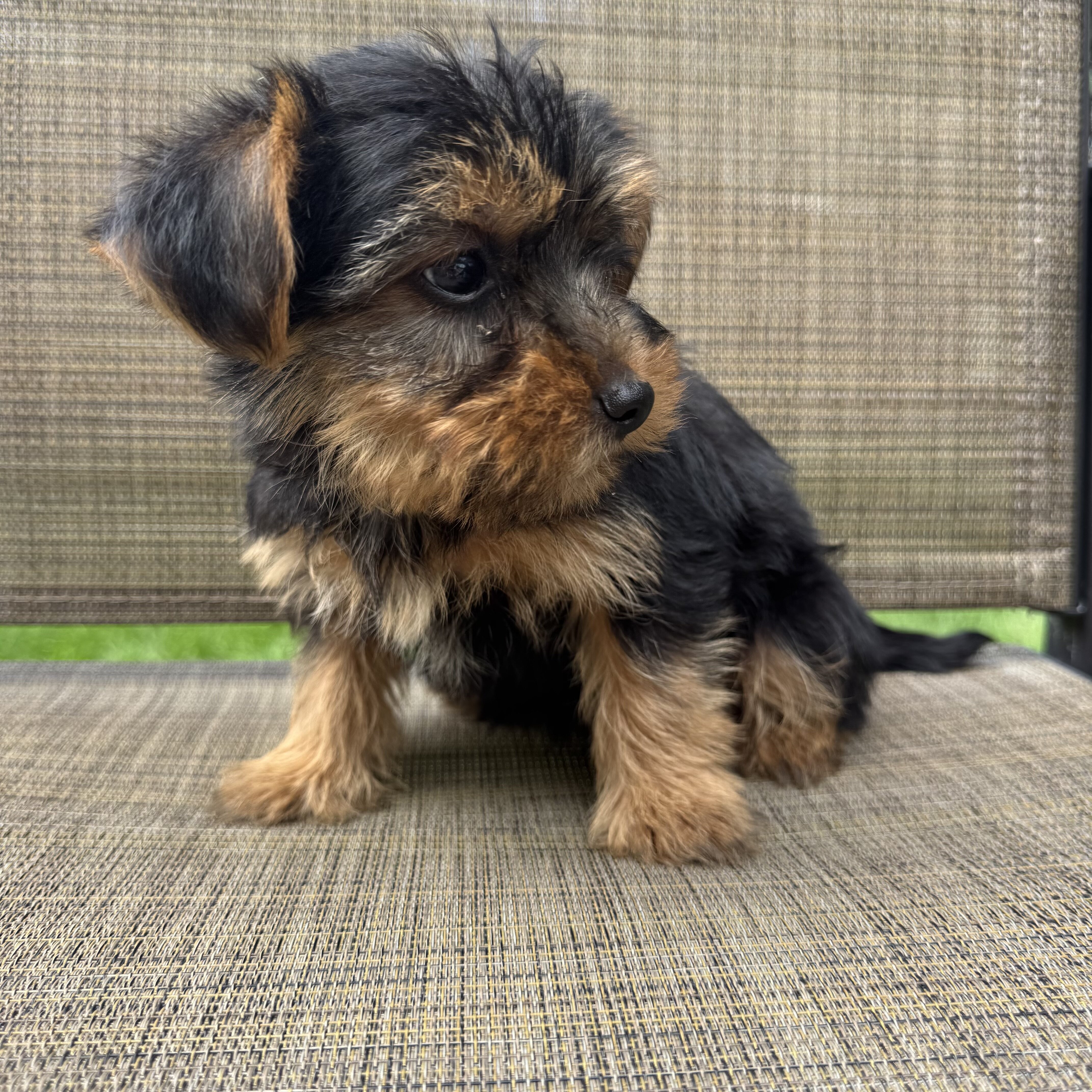 Yorkie puppies image 2