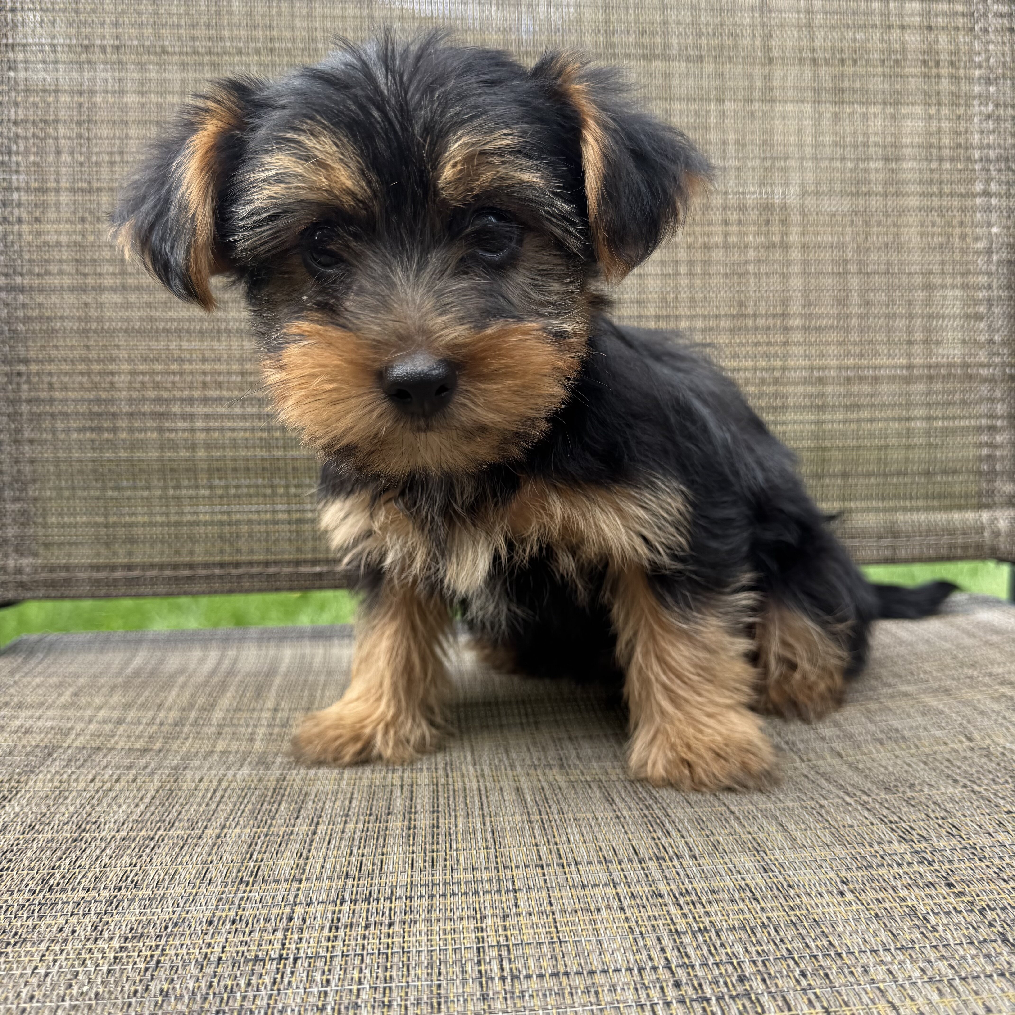Yorkie puppies image 1